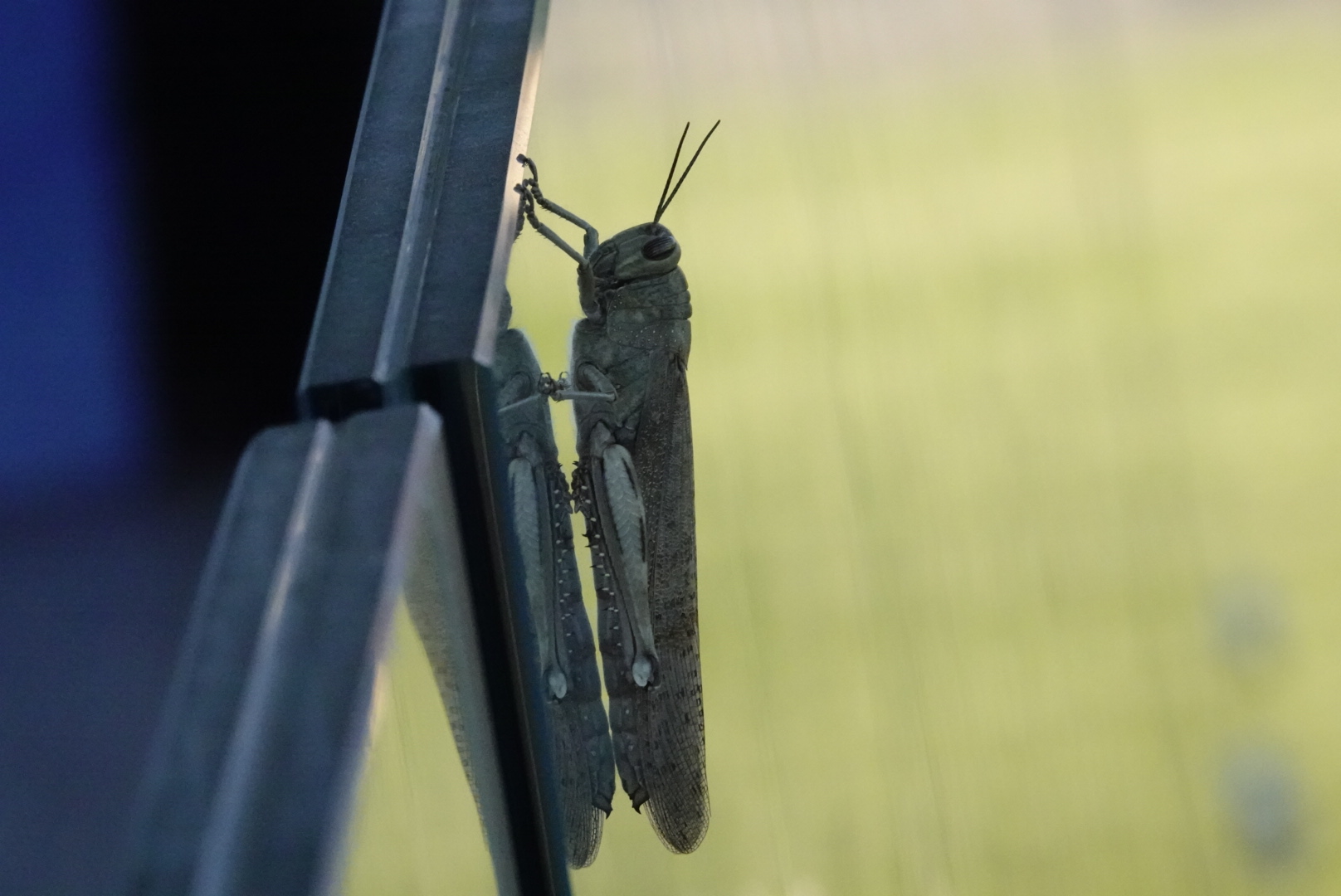 locust