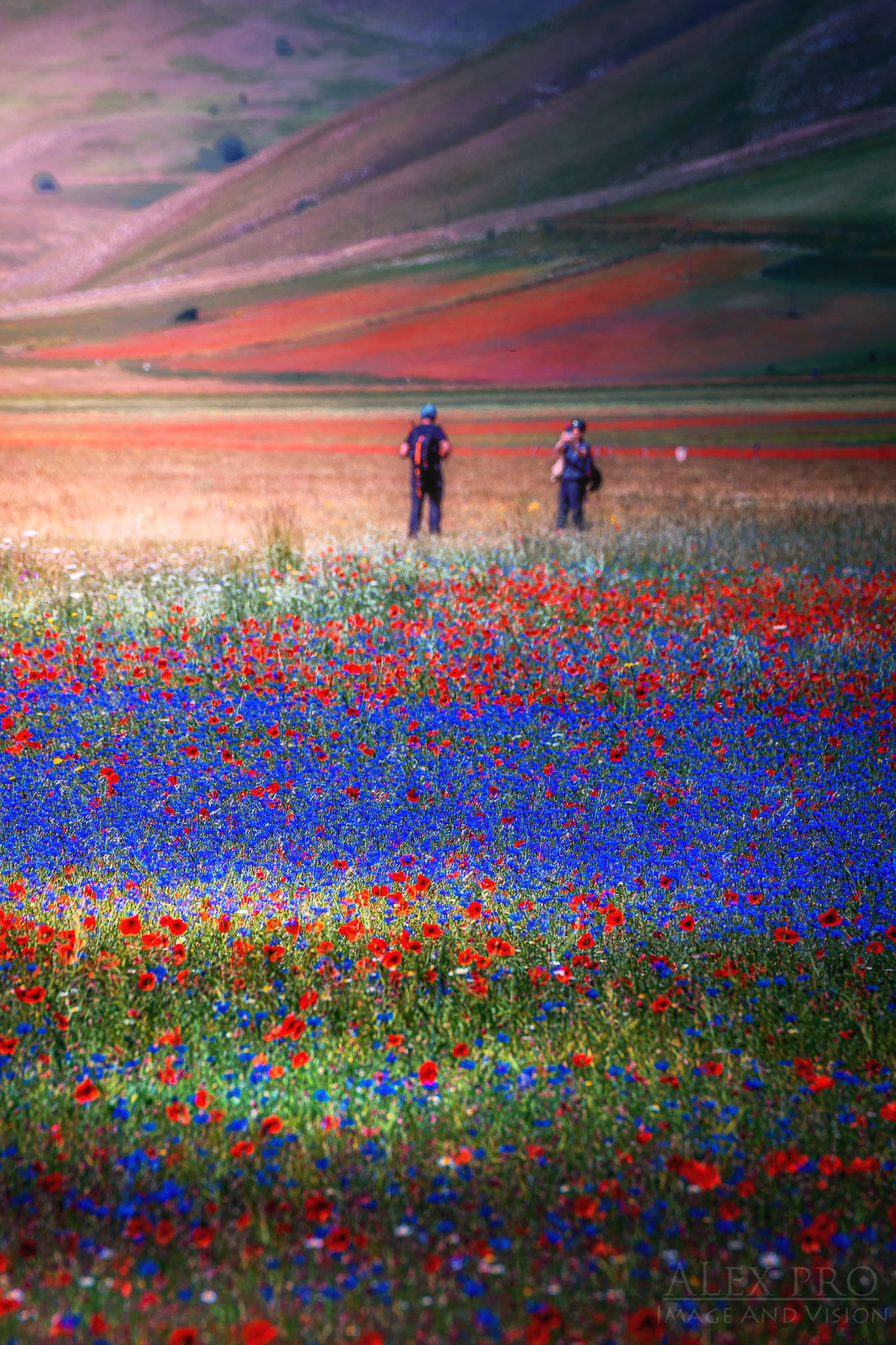 Castelluccio of Norcia