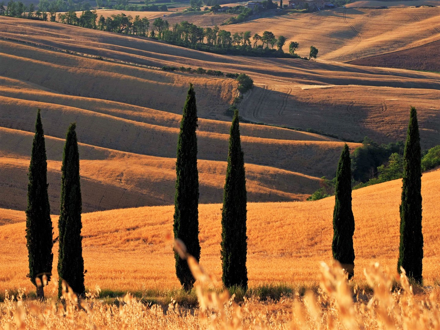 The Cypresses of the Crete