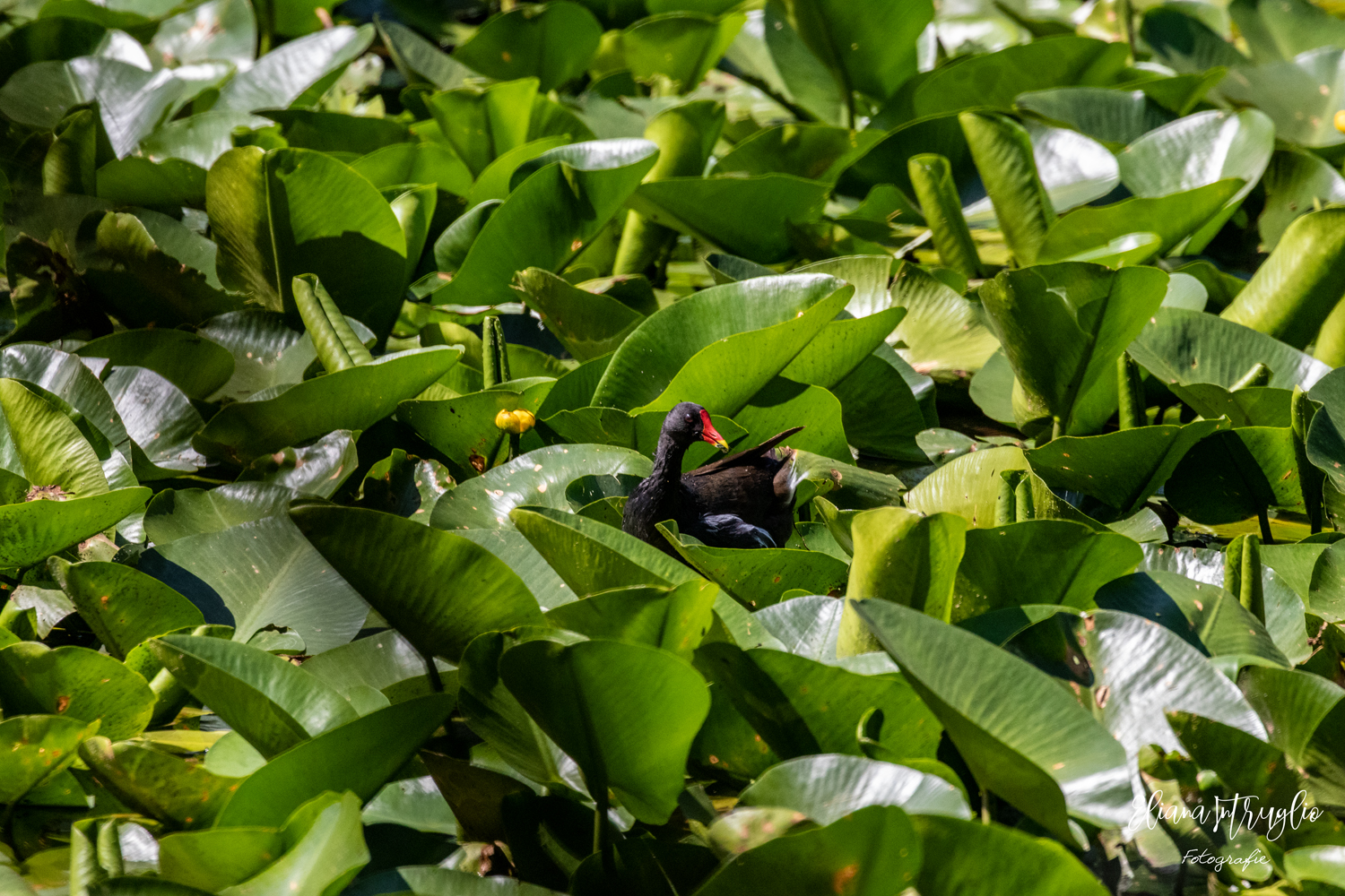 Hidden among the nannuferi