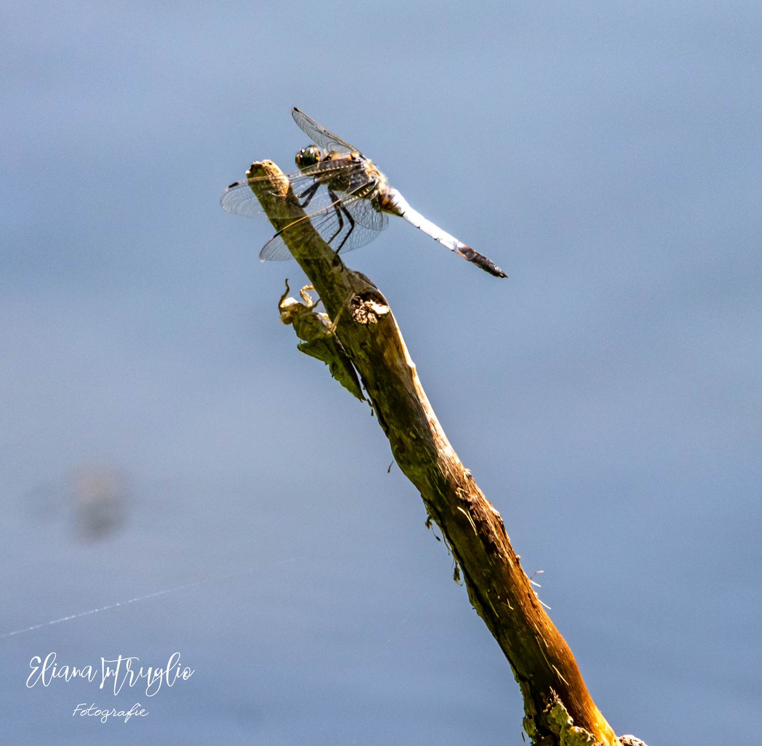 From exuvia to adult