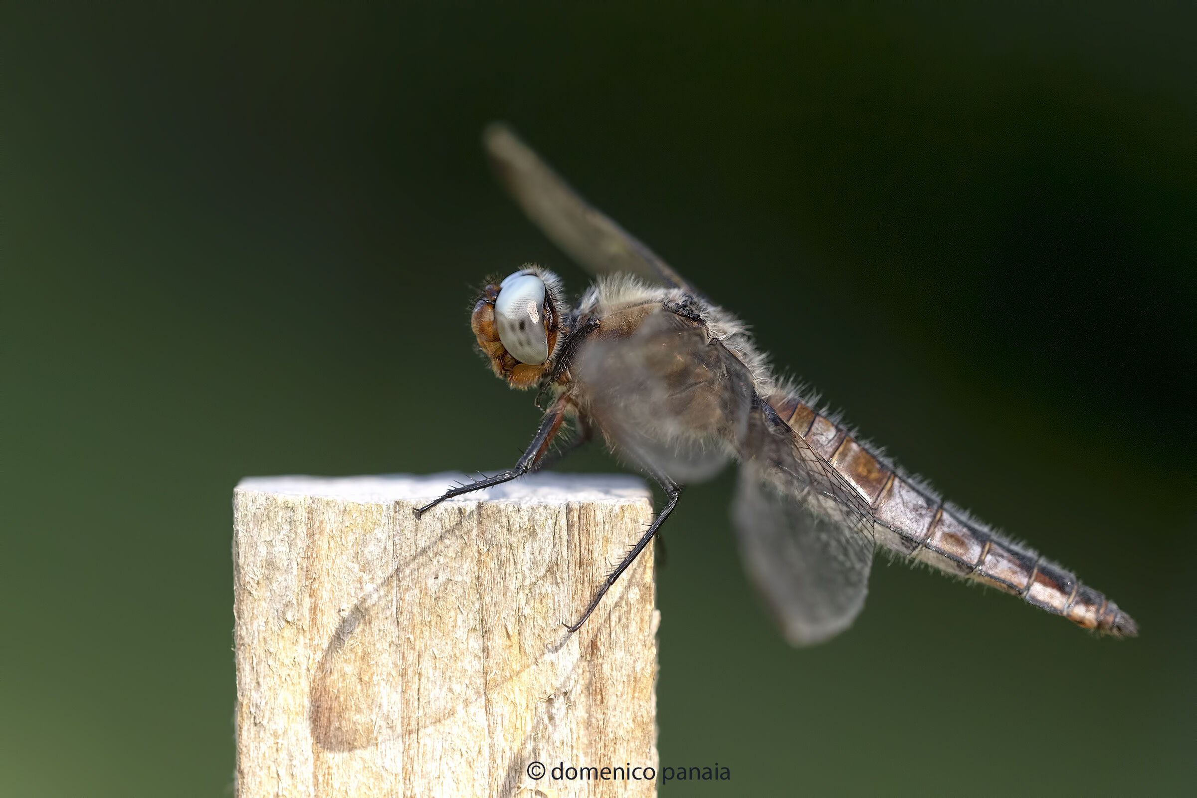 tawny dragonfly