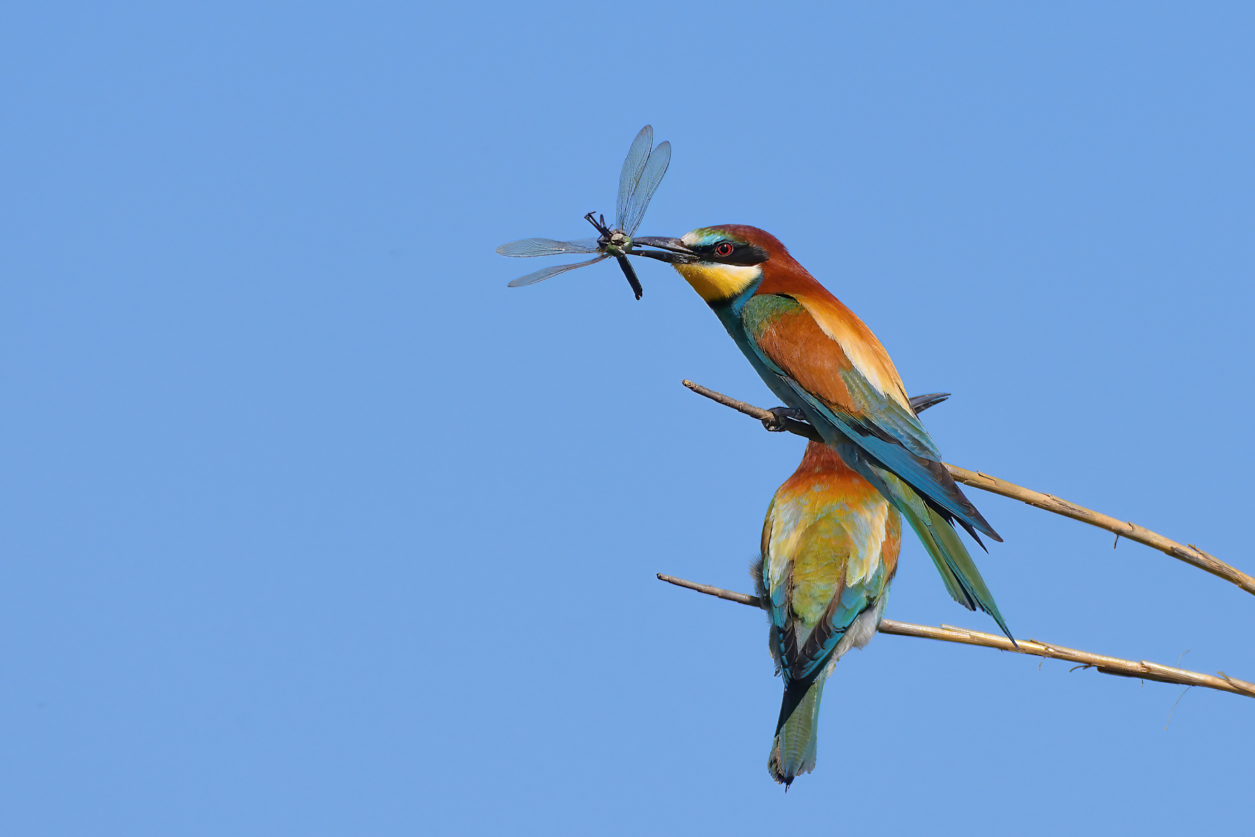 Bee-eater