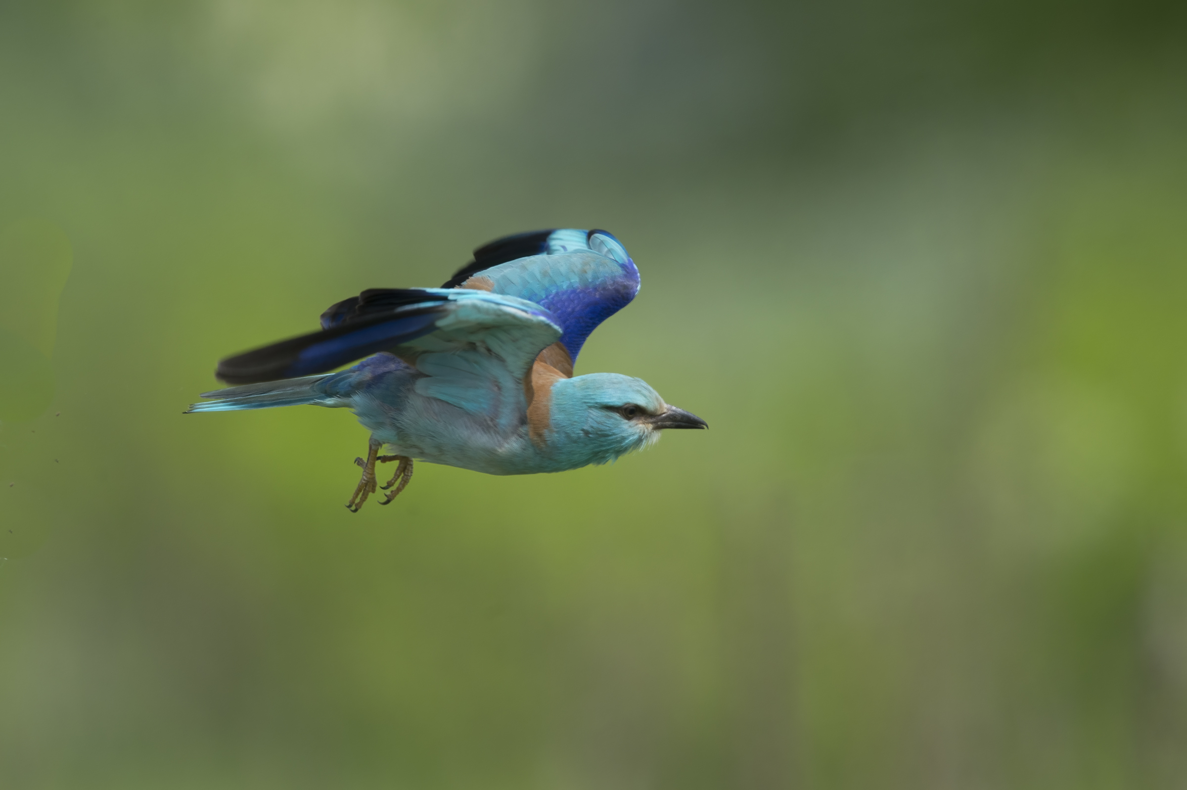 Ghiandaia marina (Coracias garrulus)