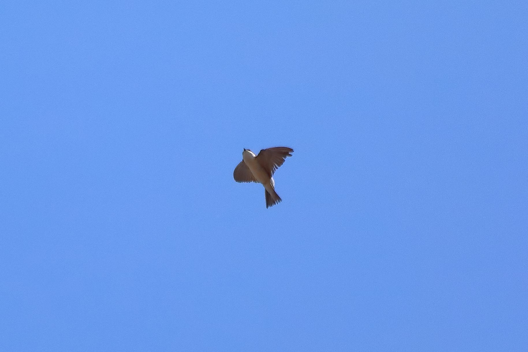 rondine montana 18-05-2022