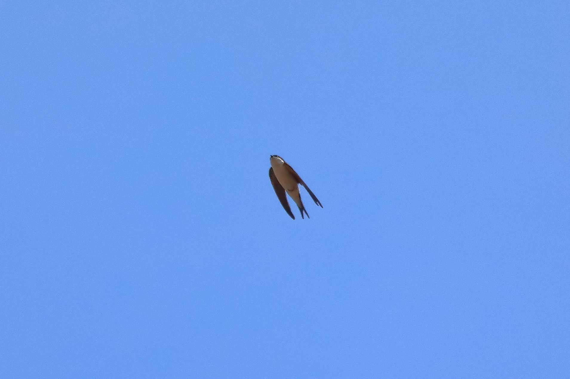 rondine montana 18-05-2022