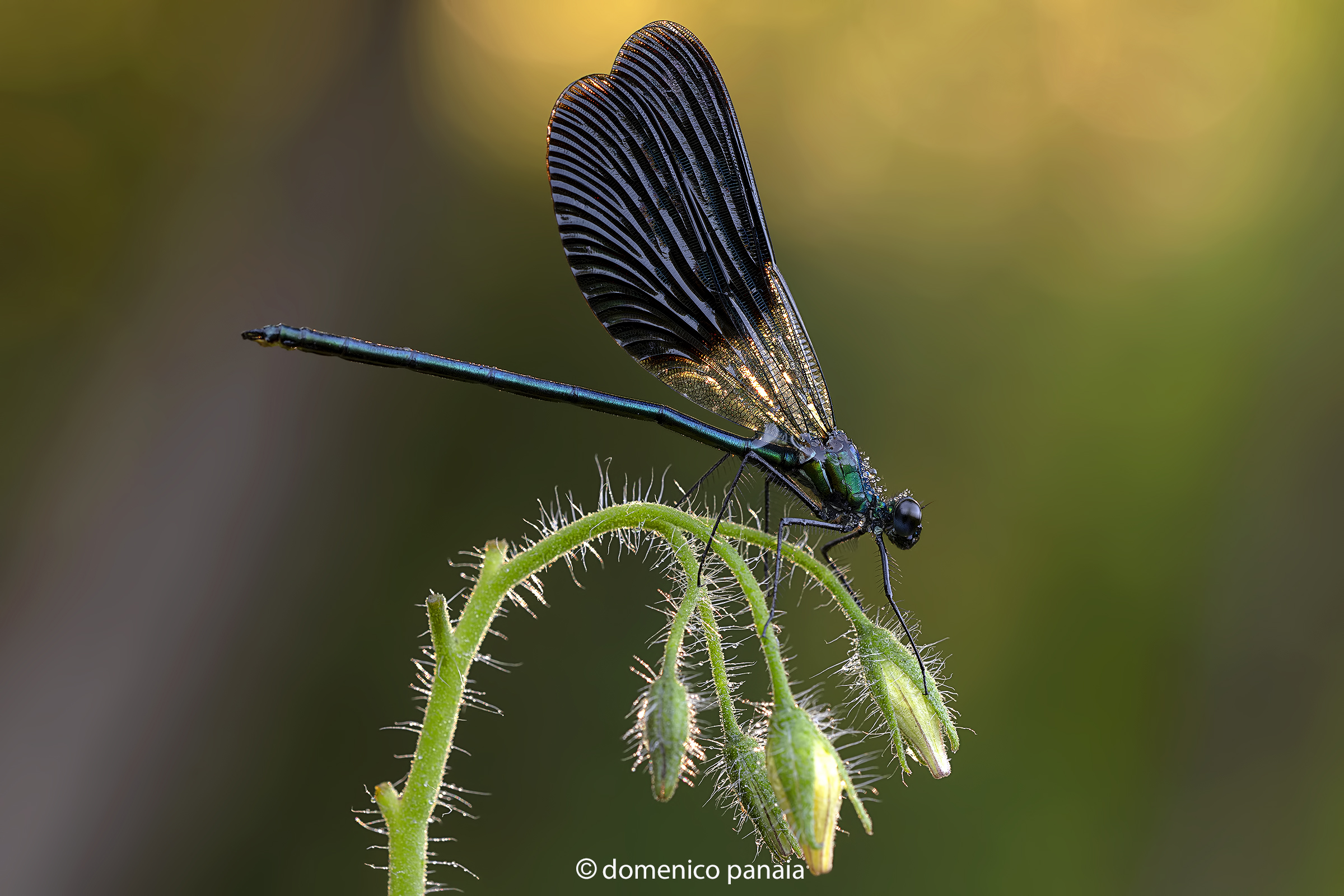 calopteryx splendens male