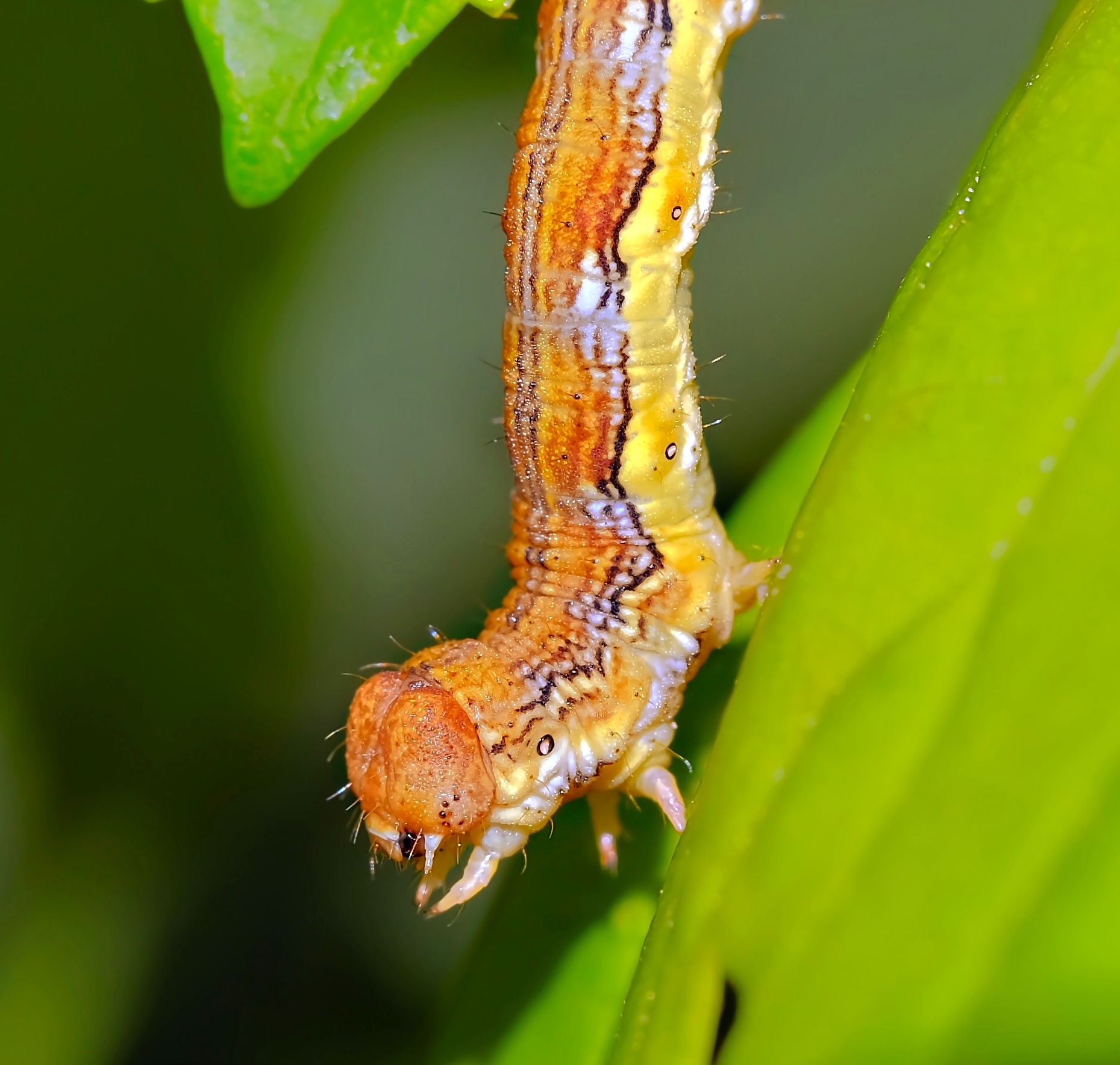 Moth larva