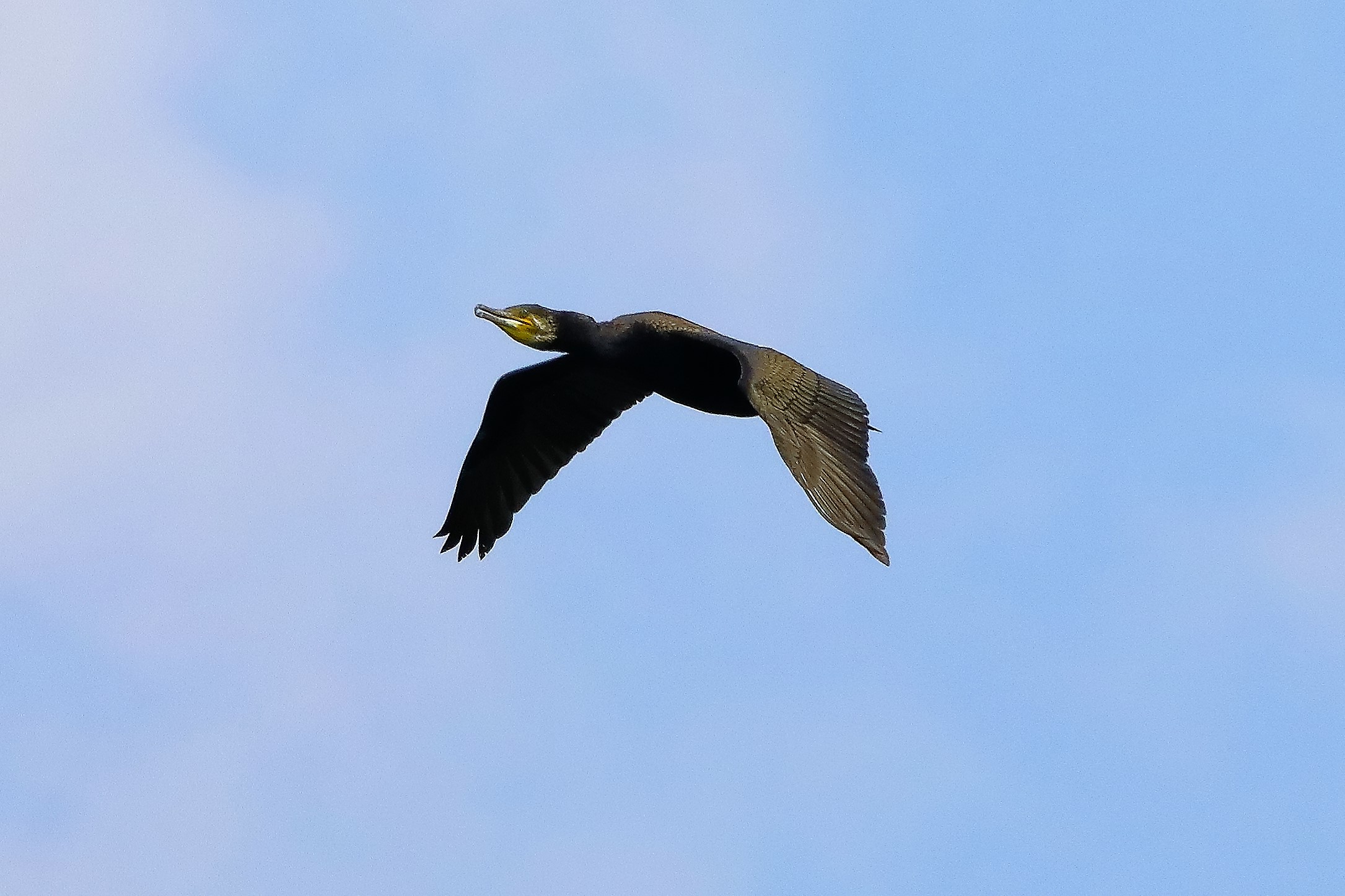 cormorano 26-05-2022