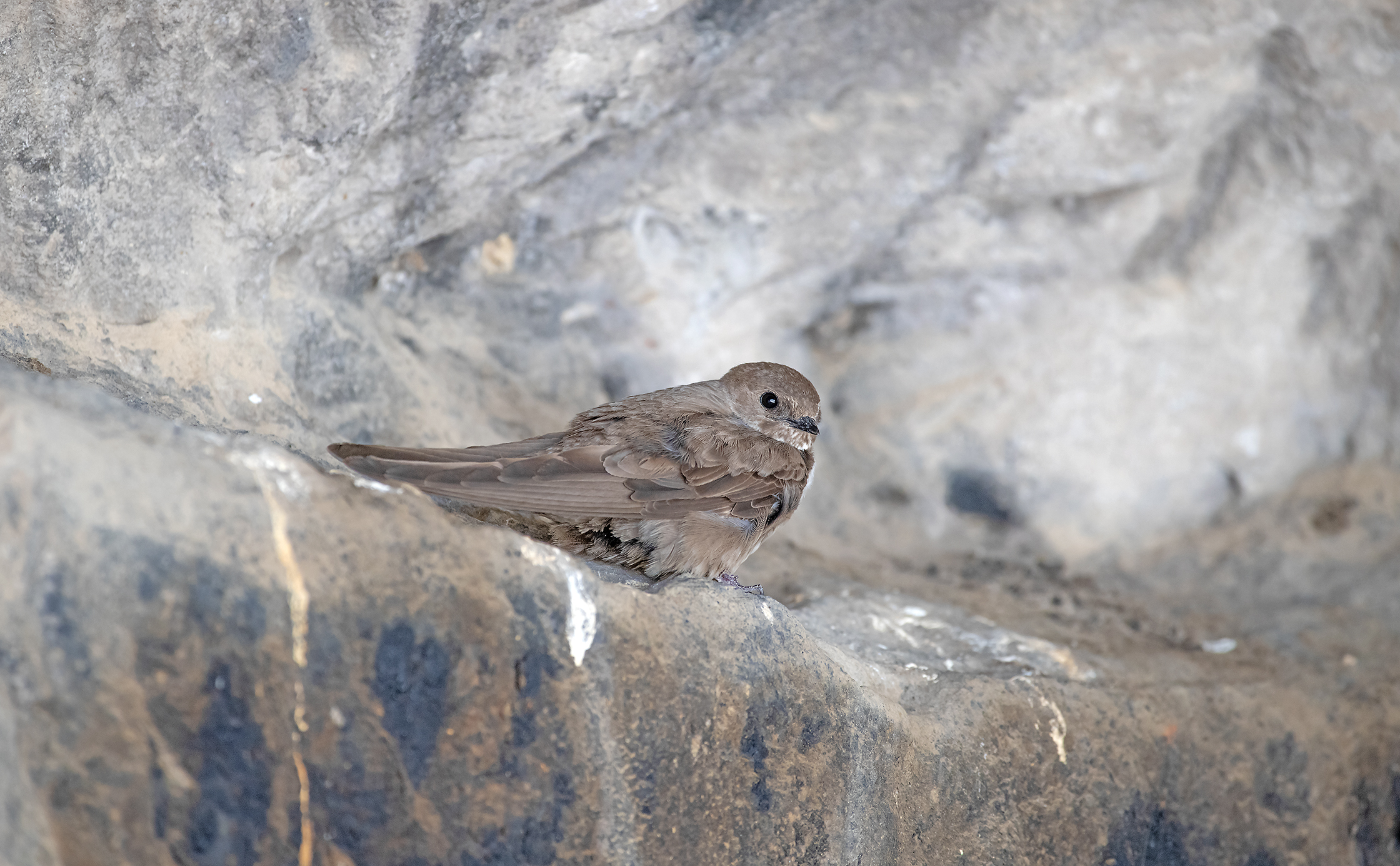 Mountain swallow rests in a cave for the heat