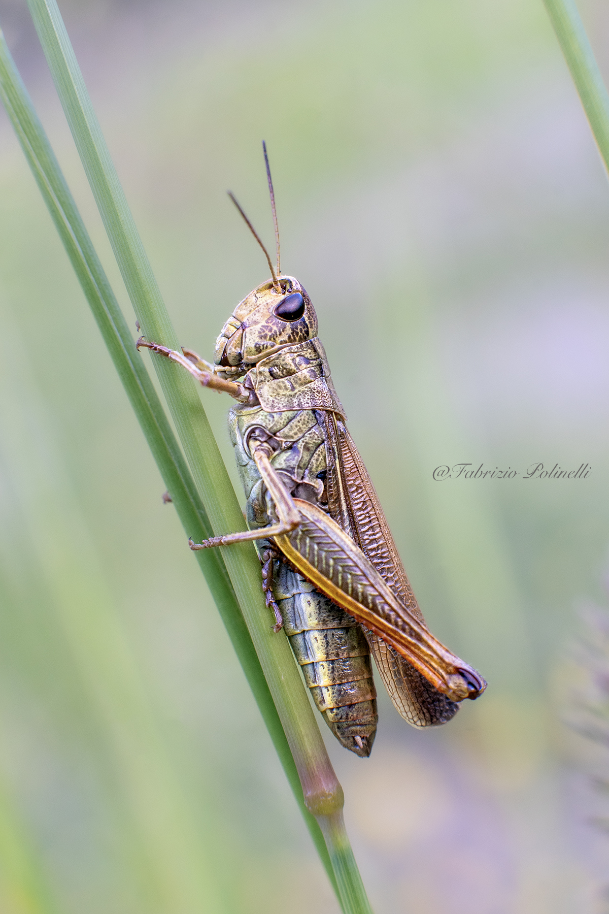 Grasshopper