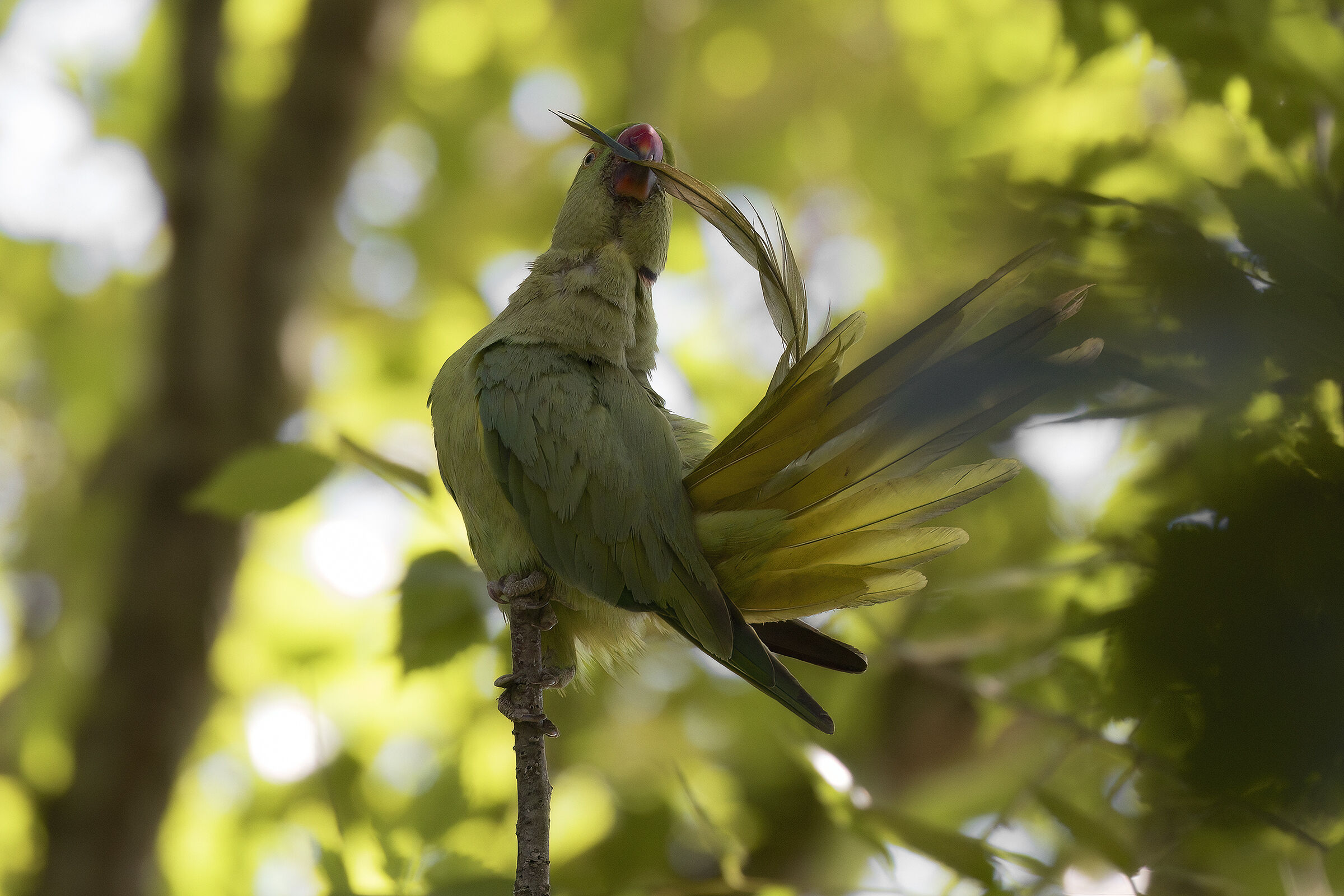 collared parakeet