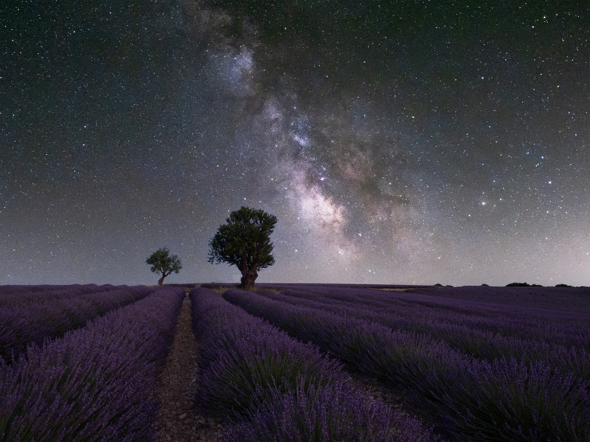 provence saplings