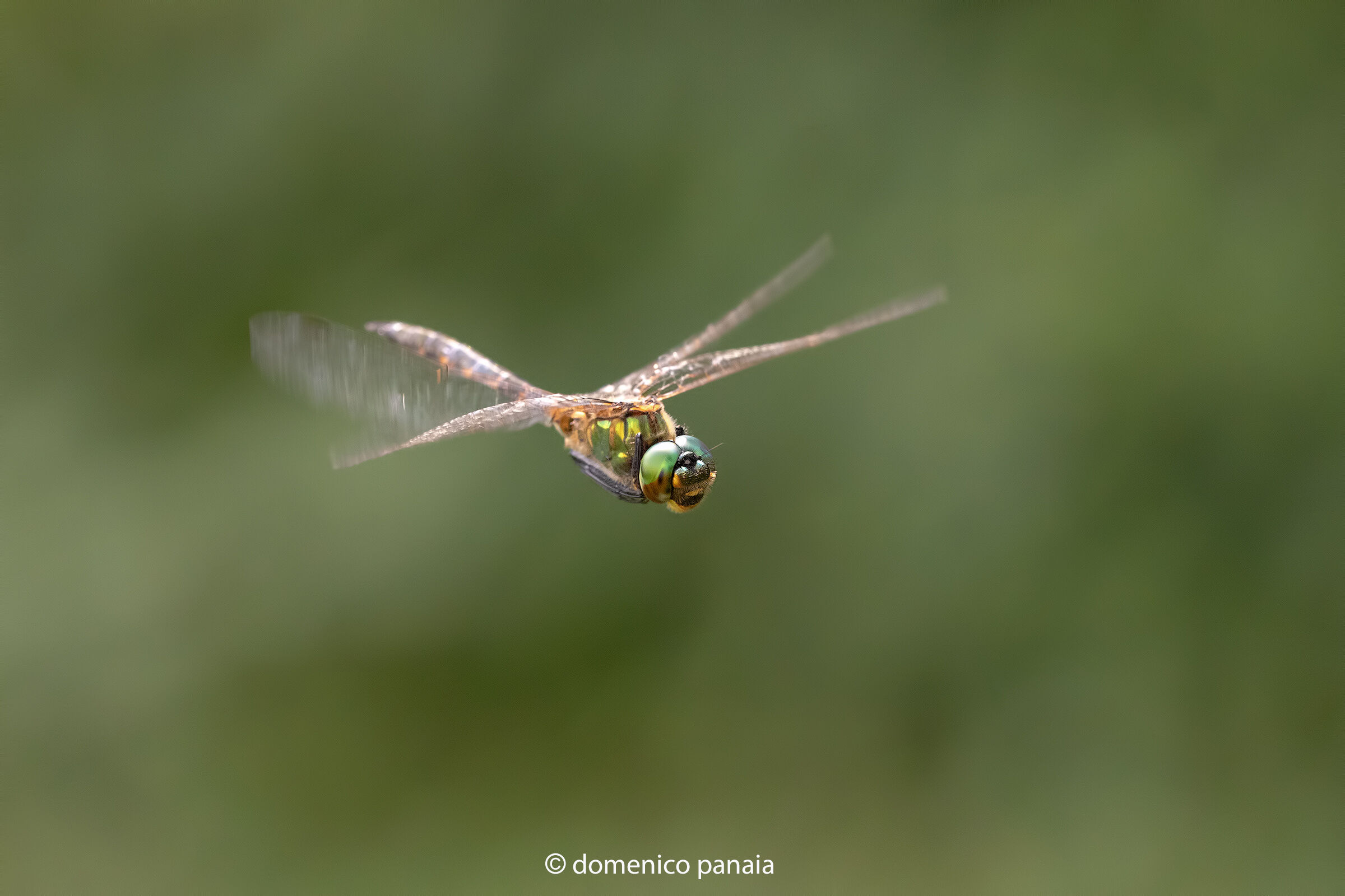 somatochlora flavomaculata
