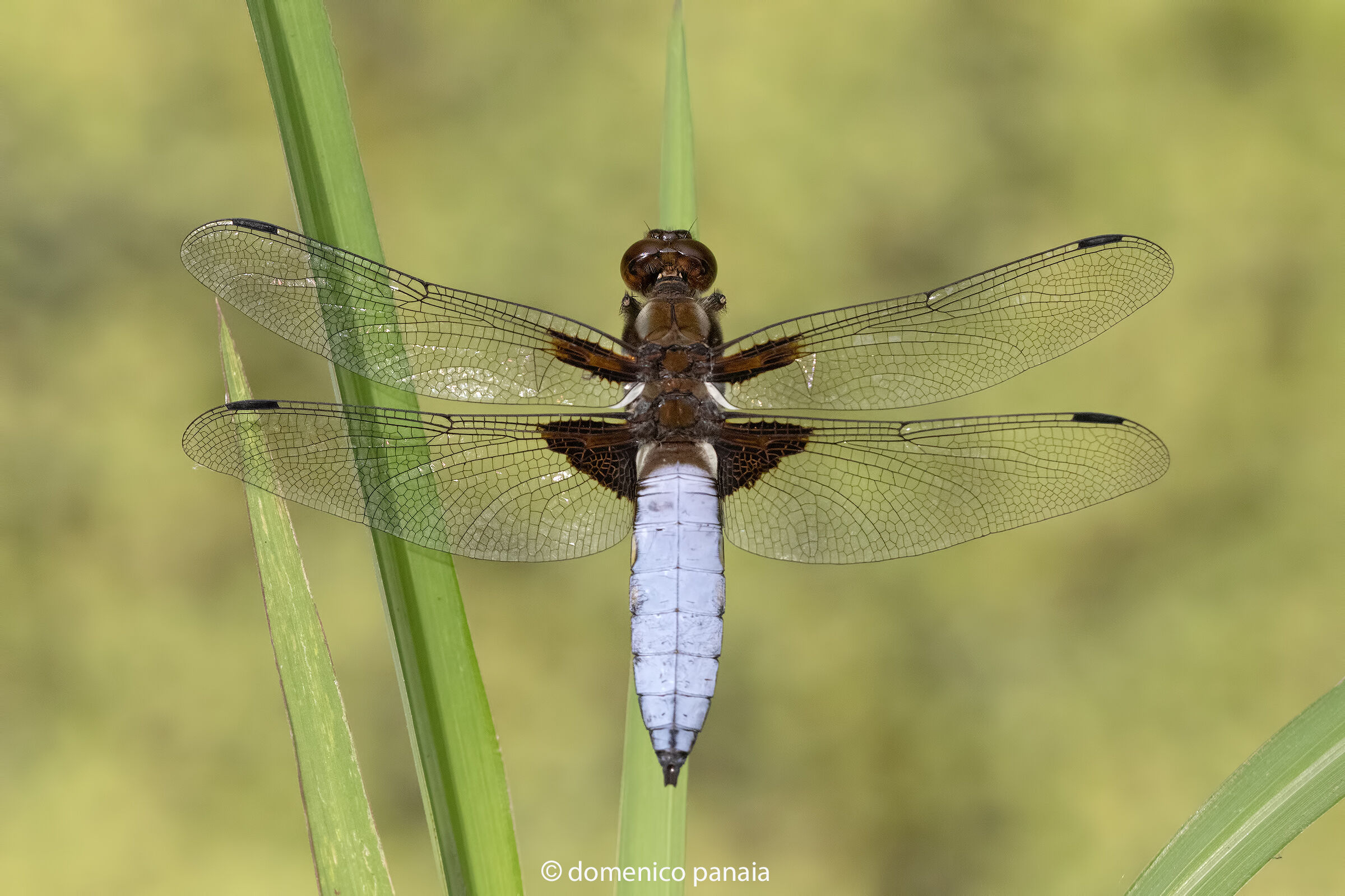 libellula depressa