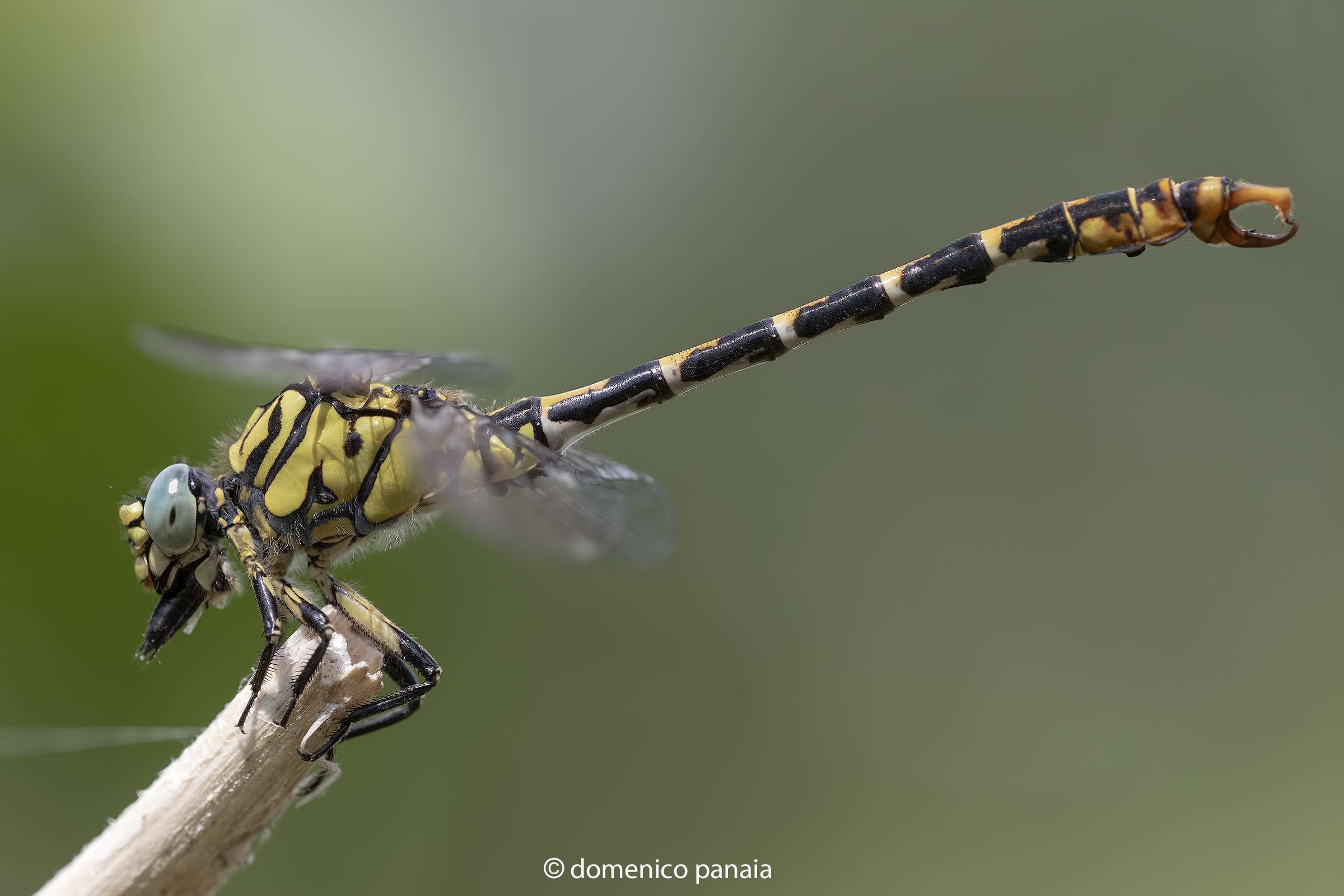 onychogomphus forcipatus male