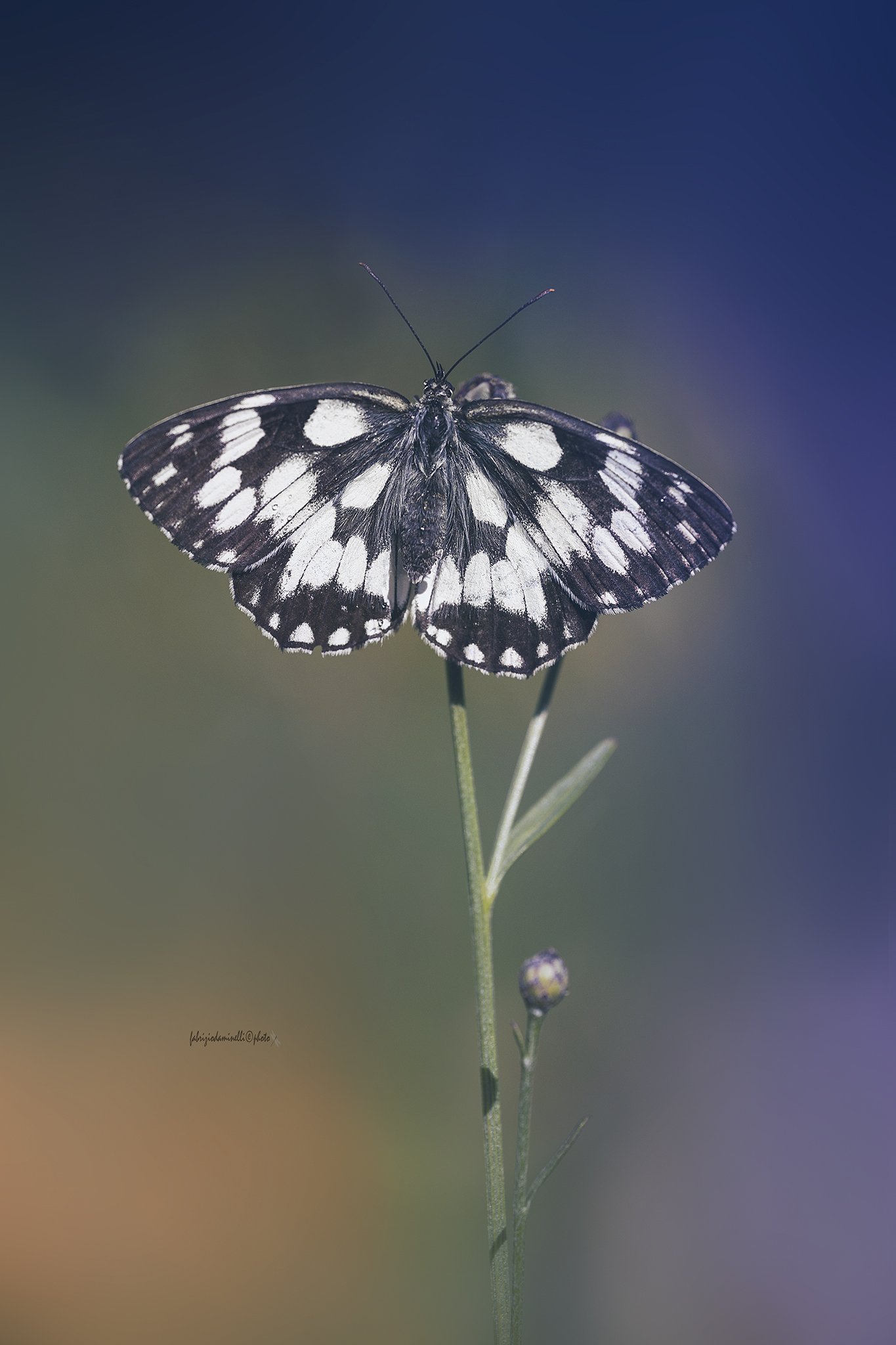 Melanargia galathea