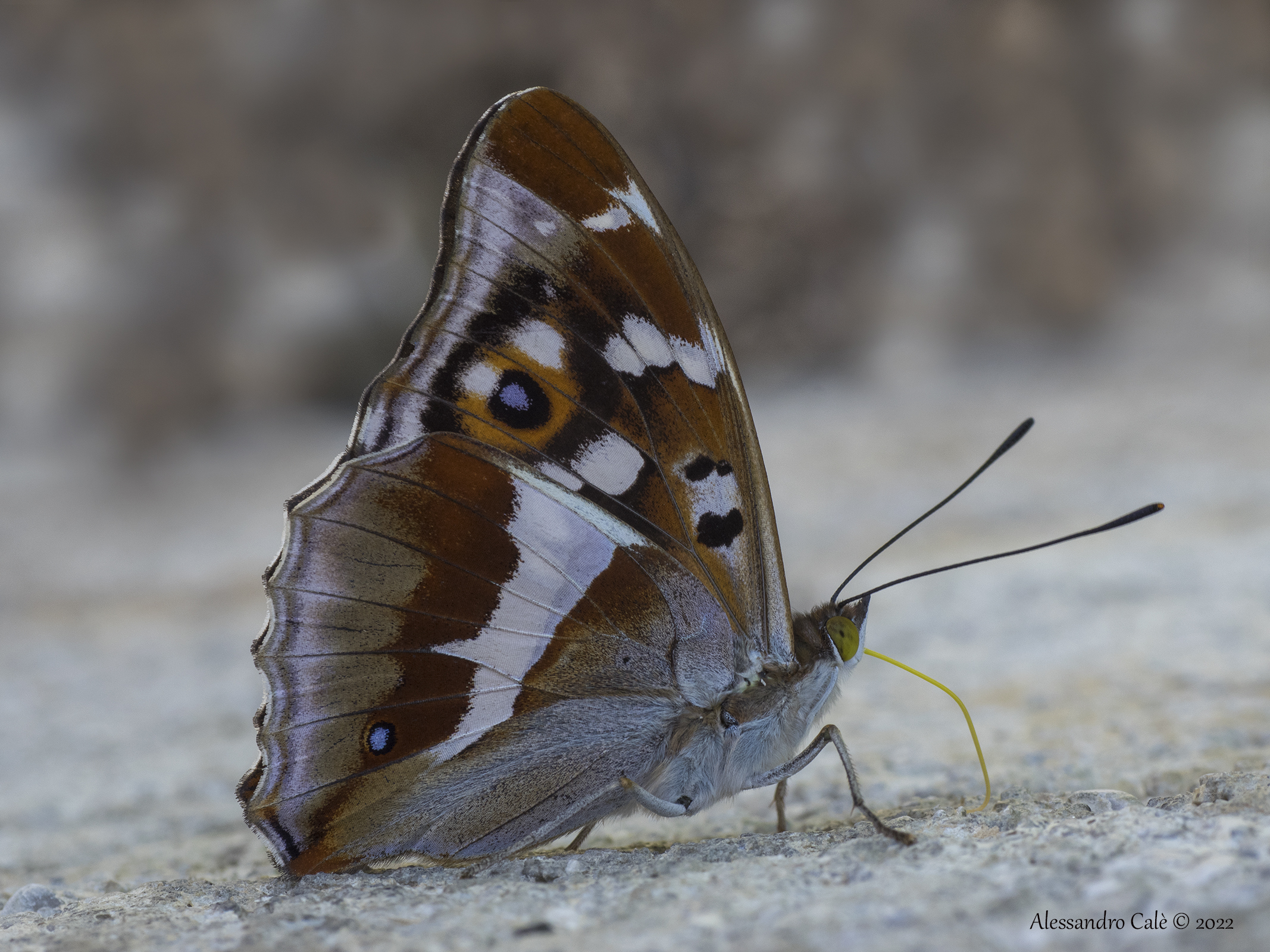 Iris apatura 5520