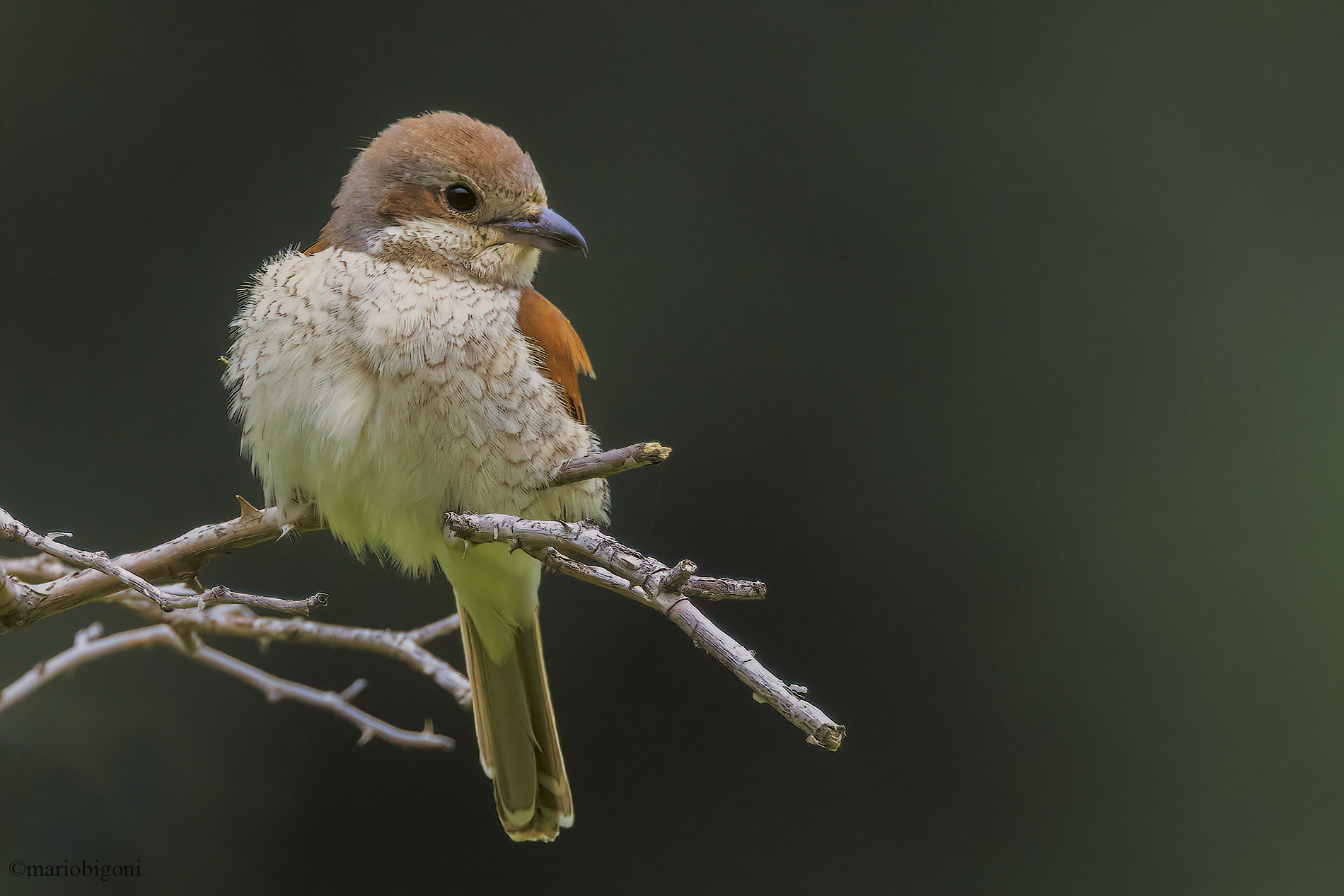 Red-backed shrike