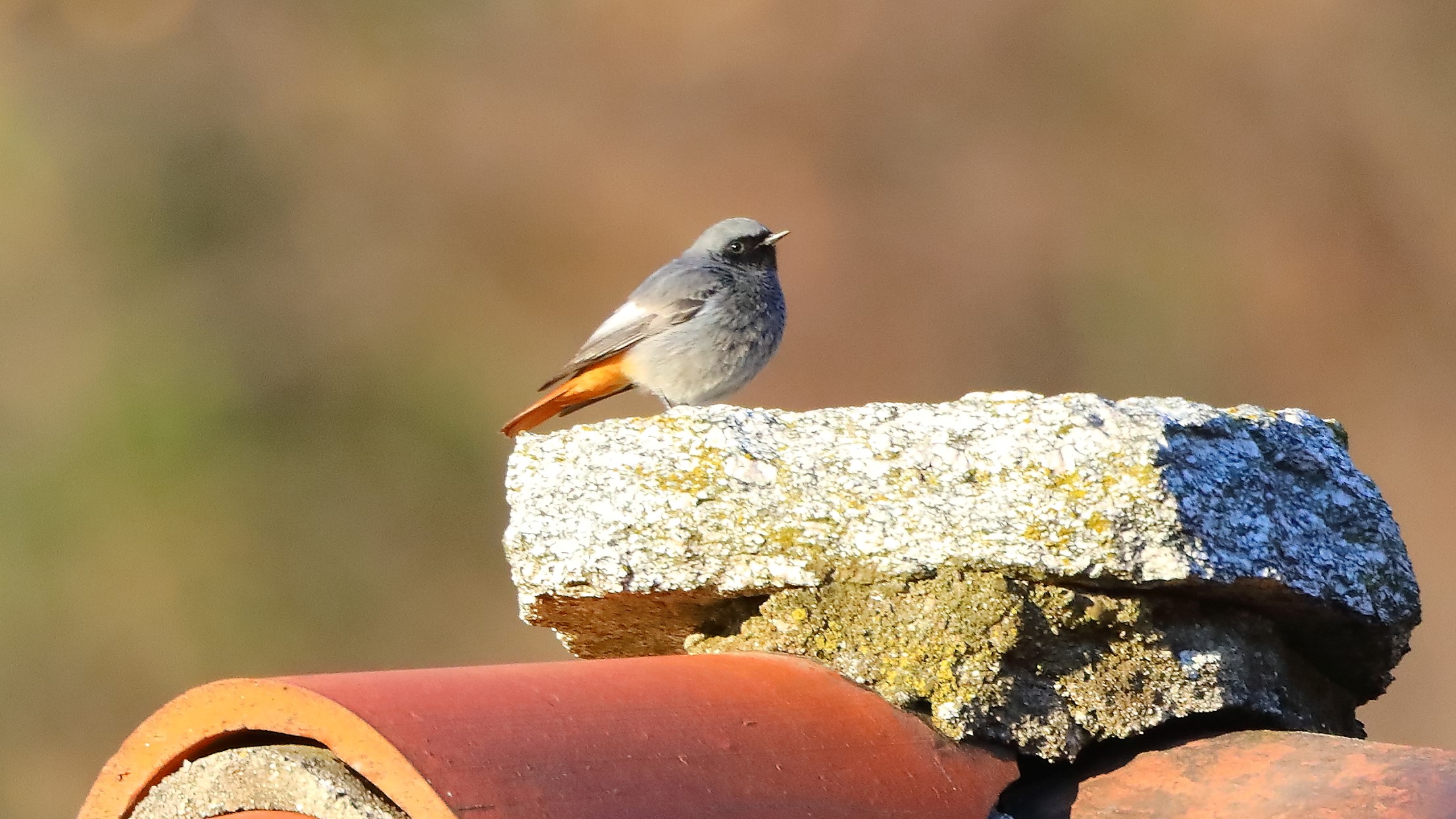 codirosso s 06 gen 2022 -- 010