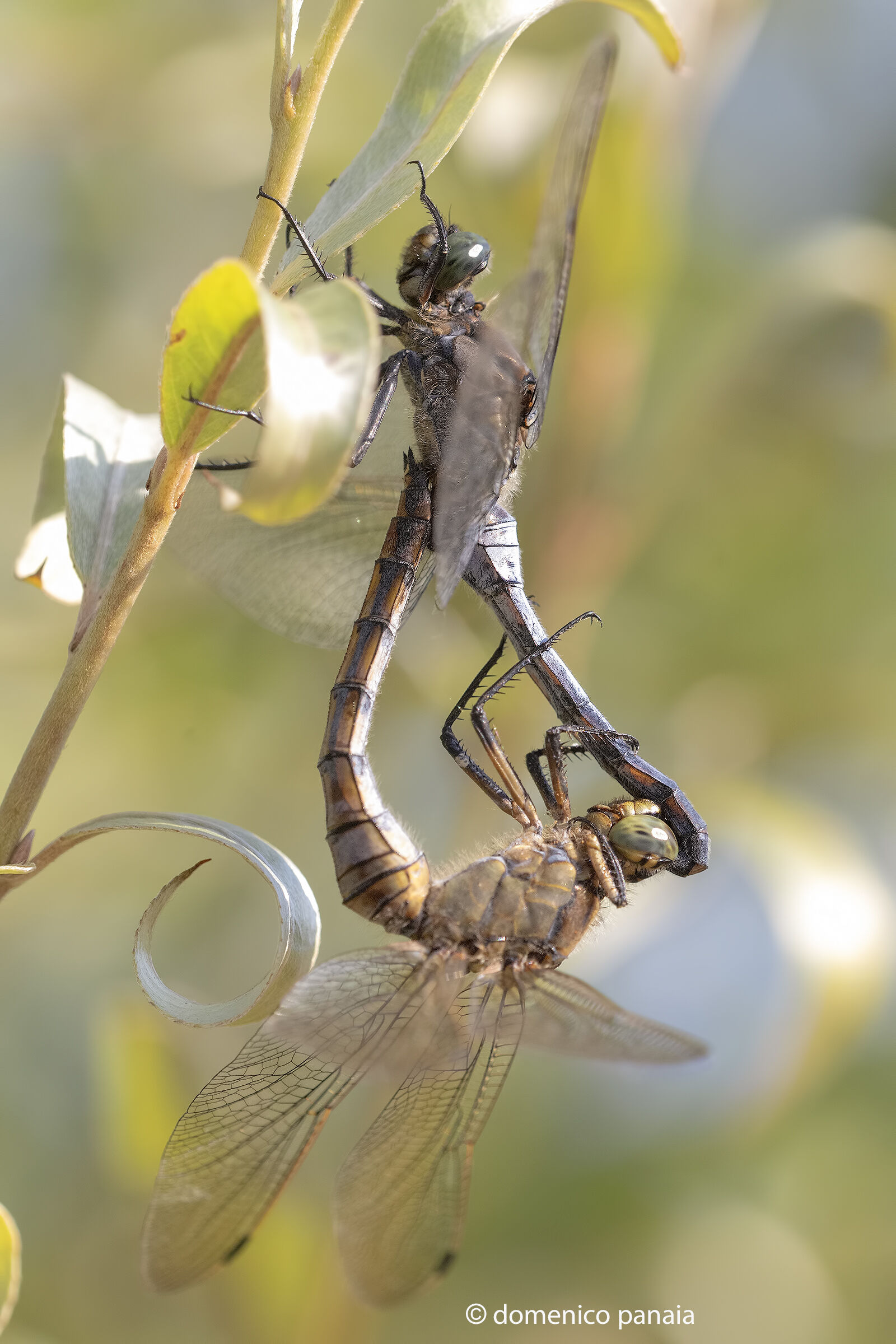 orthetrum albistylum