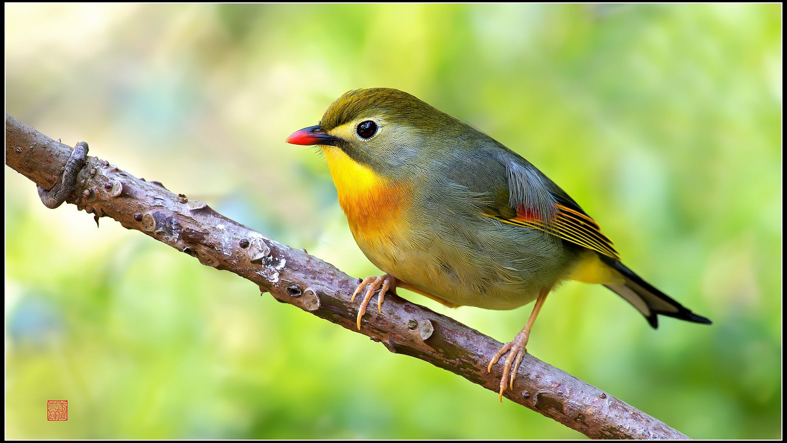 Red-fatturati Leiothrix (Leiothrix lutea)