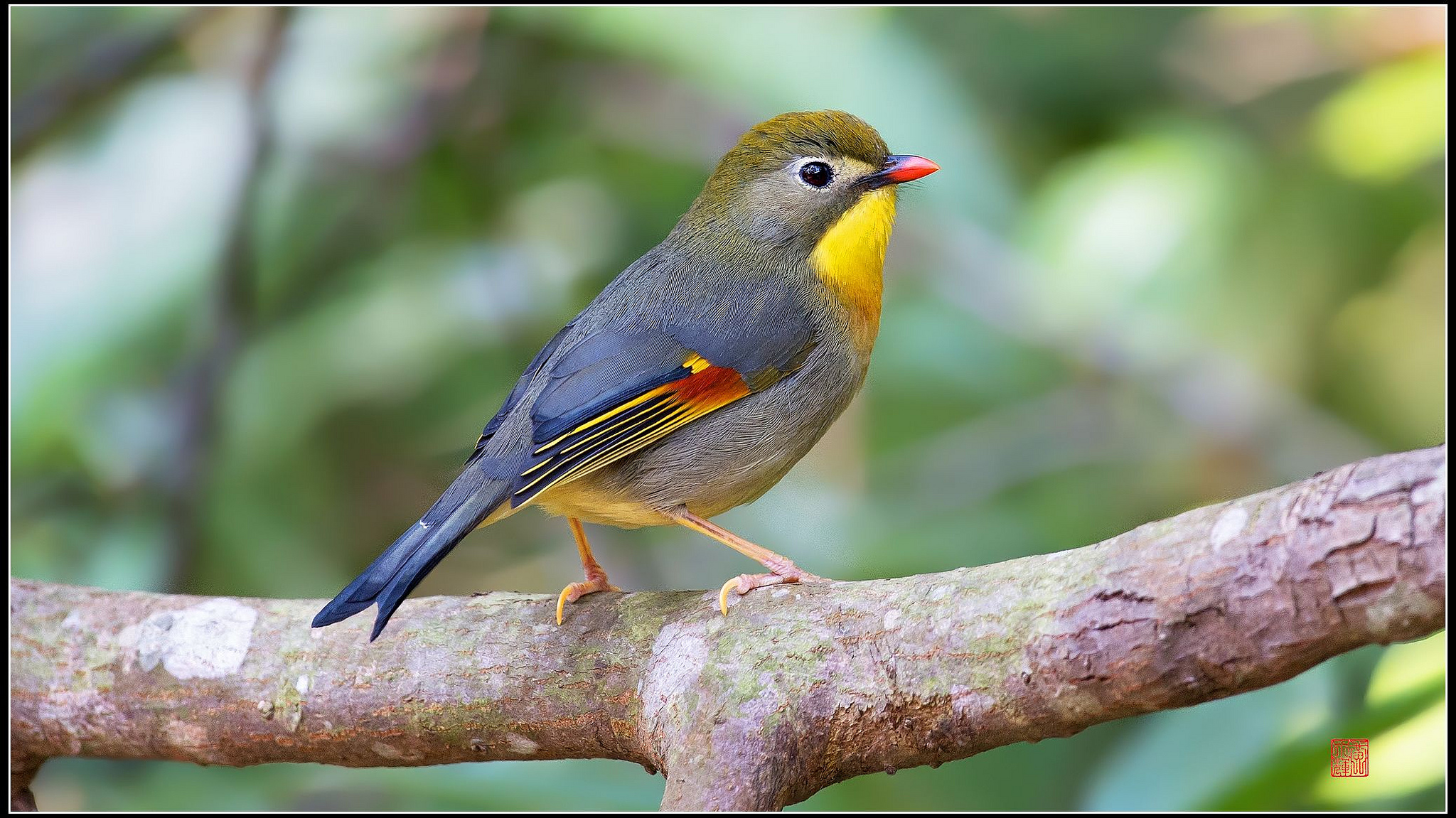 Red-fatturati Leiothrix (Leiothrix lutea)