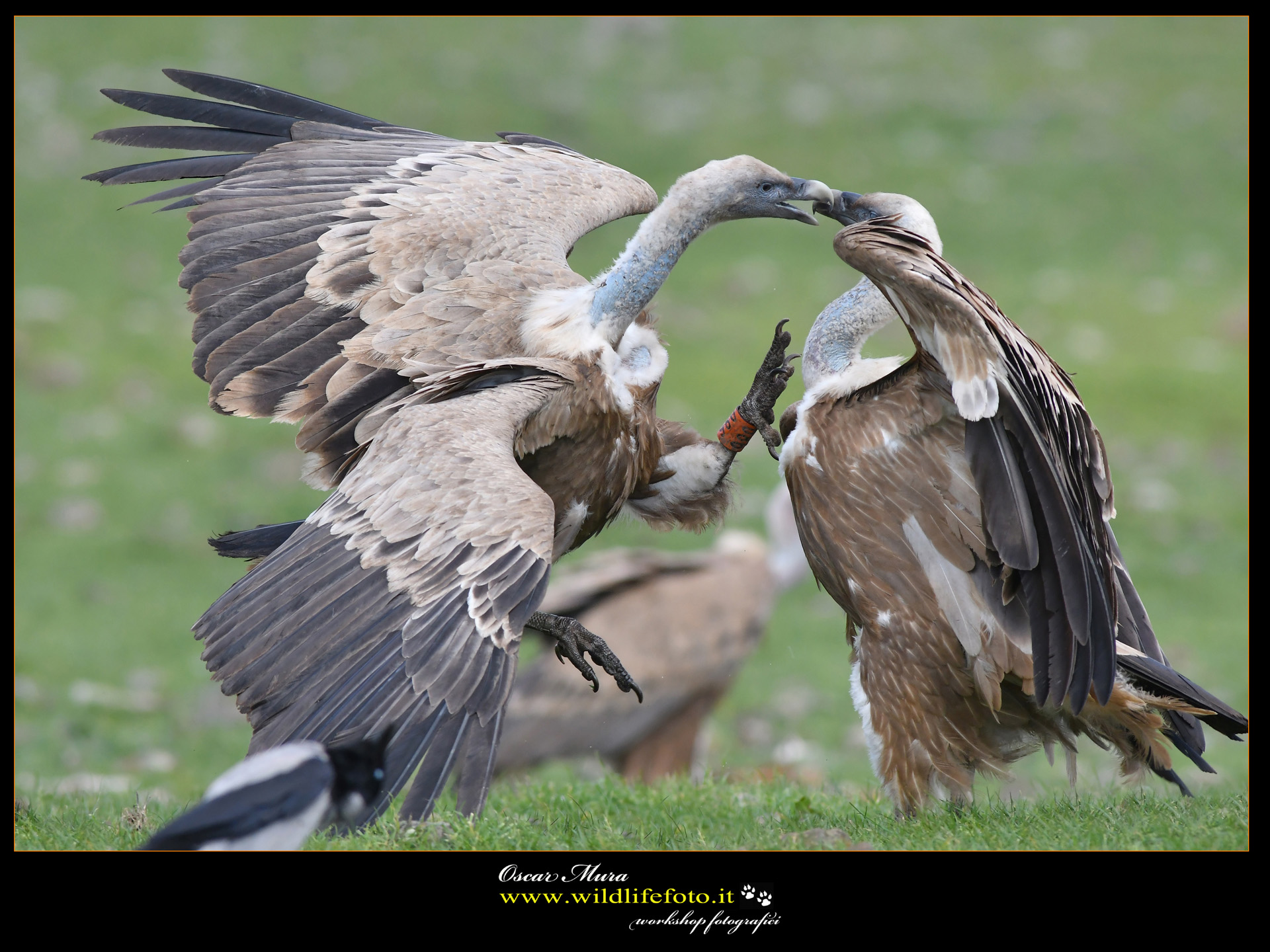Griffins www.wildlifefoto.it