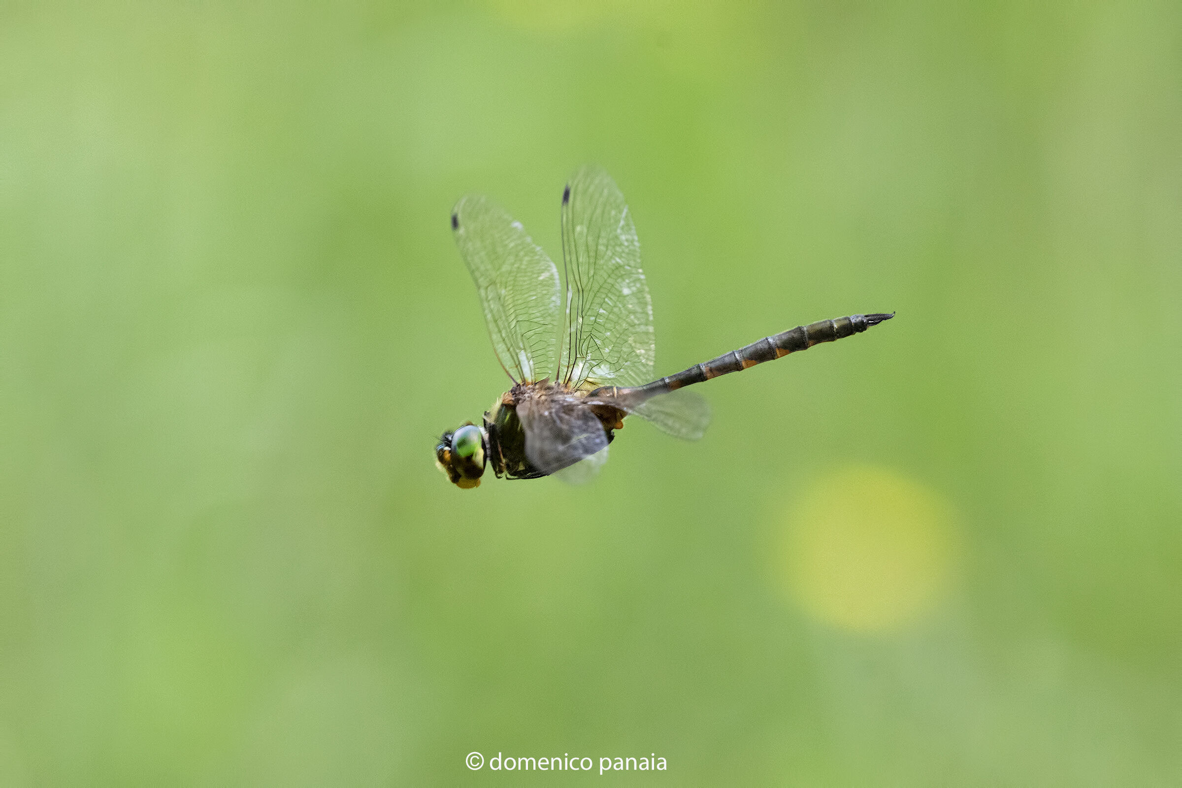 somatochlora flavomaculata
