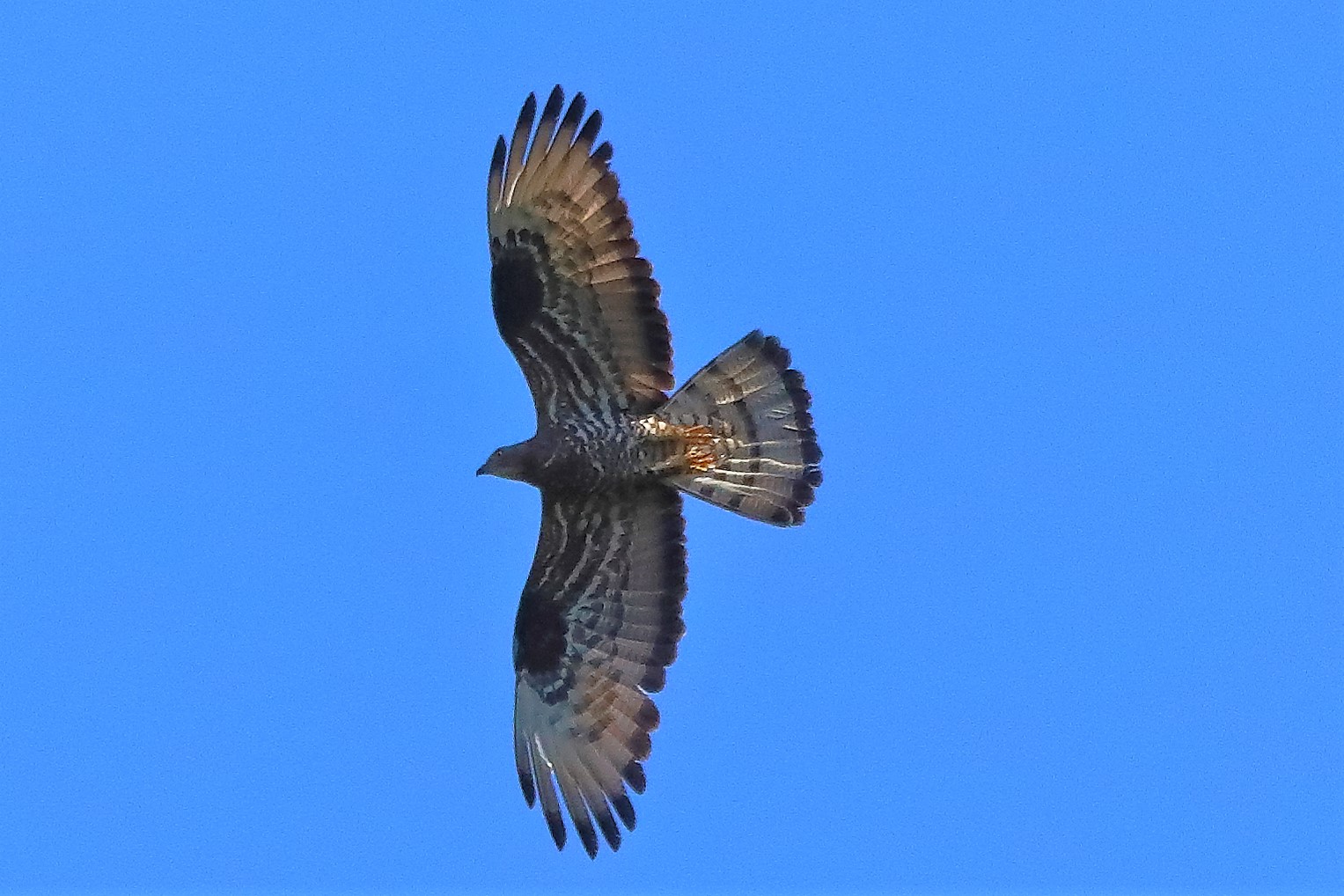 Falco pecchiaiolo luglio 2022