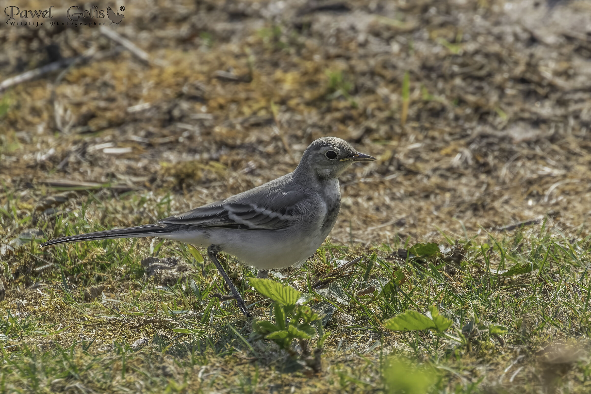 Ballerina bianca (Motacilla alba)