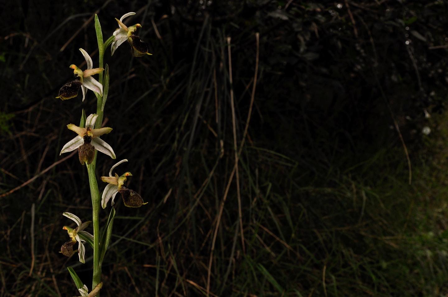 Ophrys exaltata subsp.montis-leonis