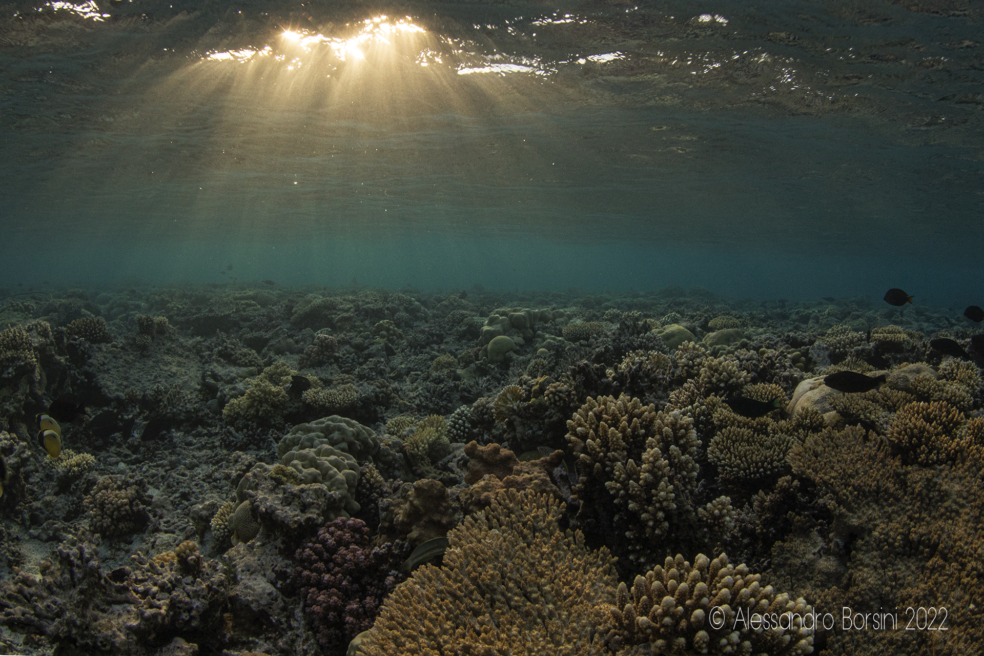 Gobal Strait - Red Sea