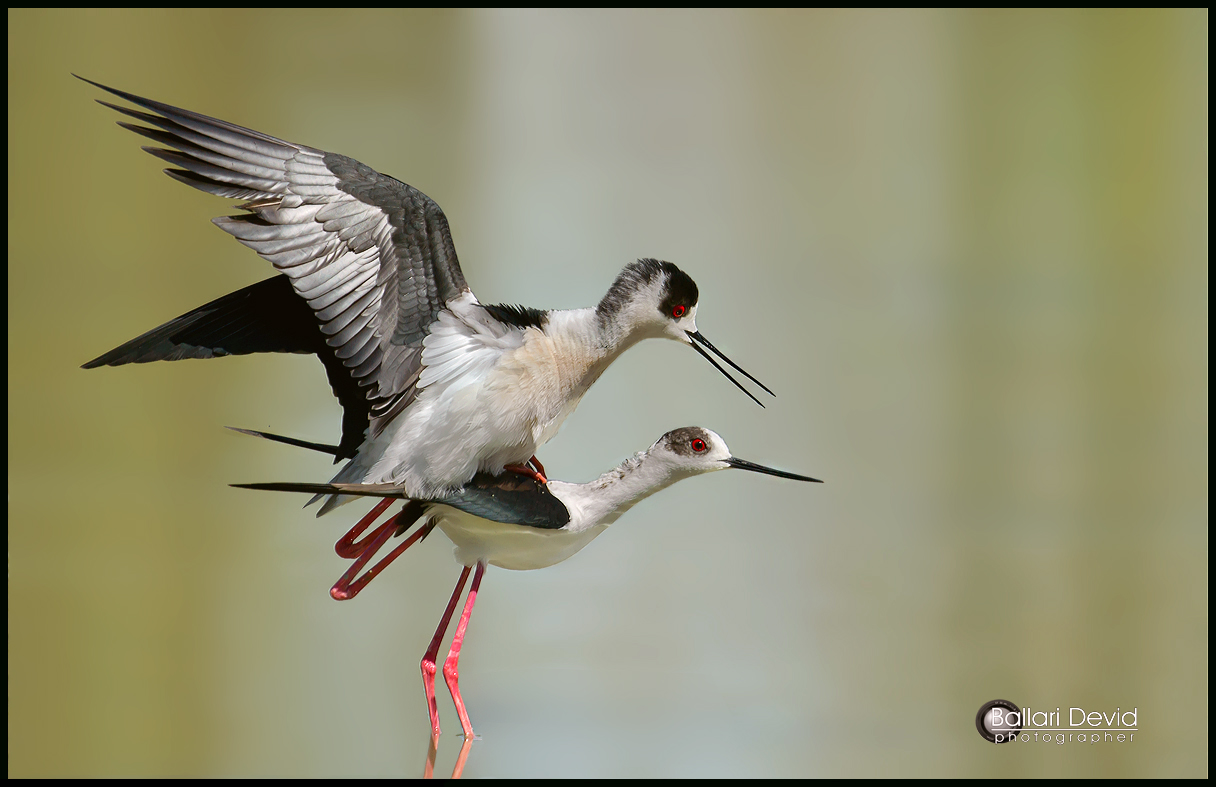 obscene acts in public