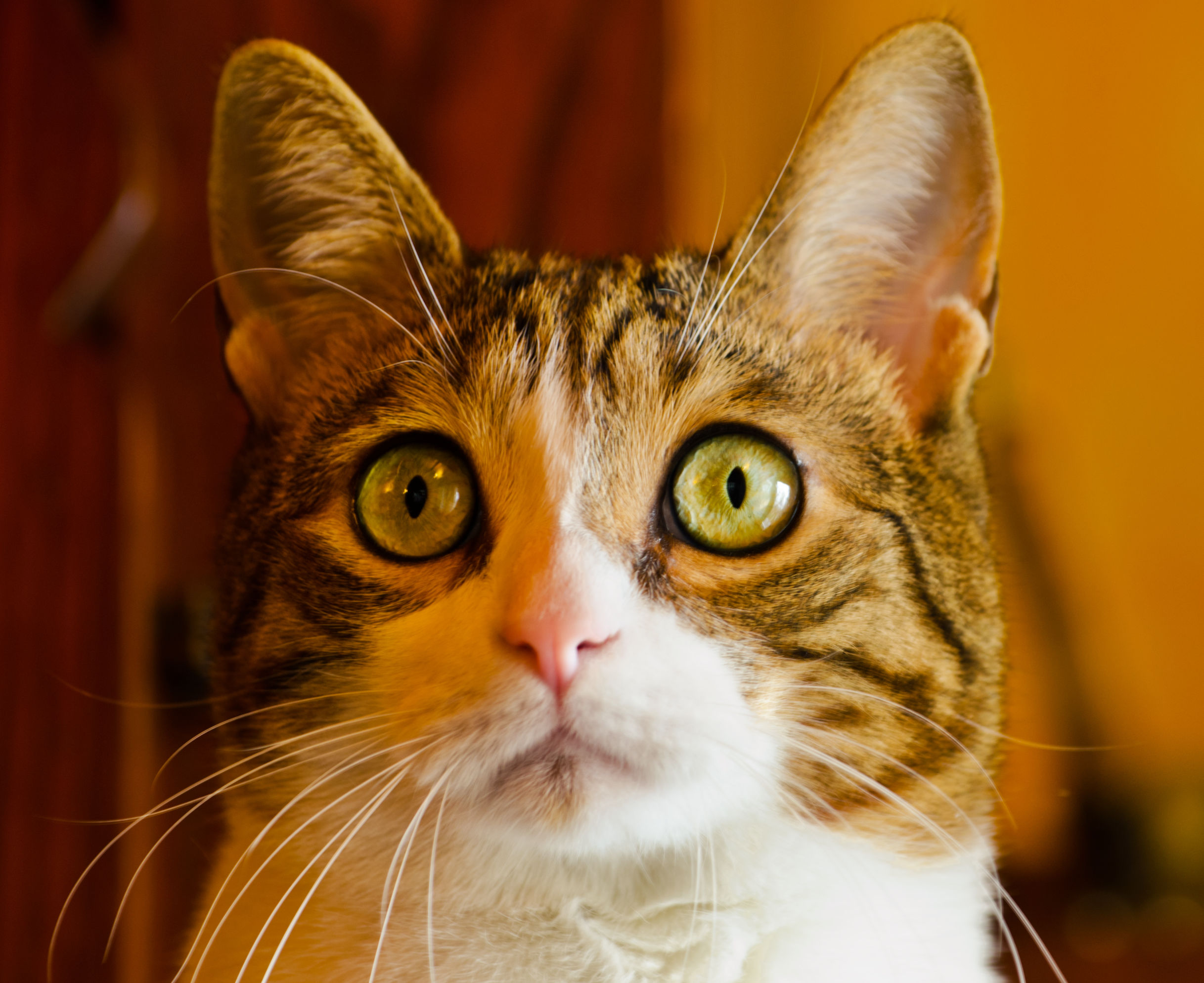 cosa sta succedendo??