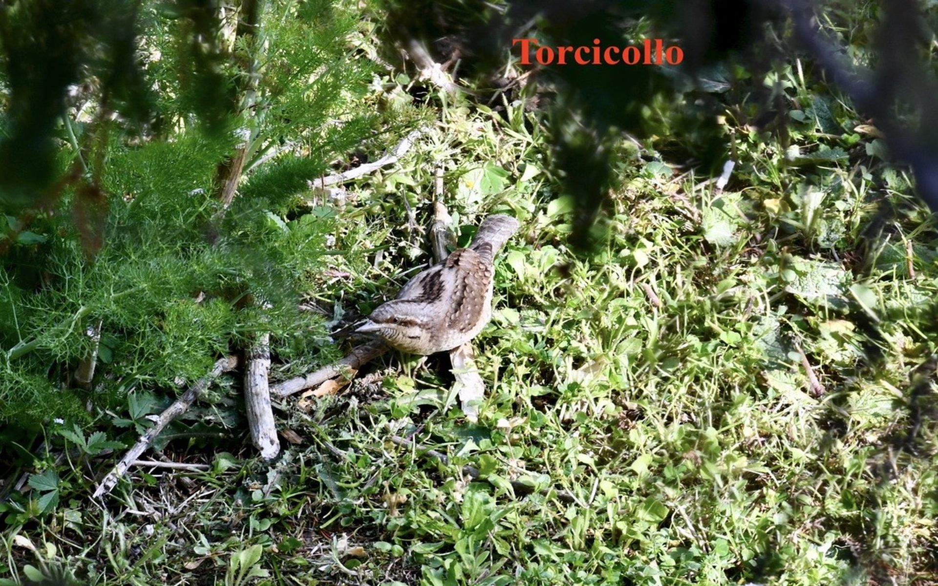 Wryneck