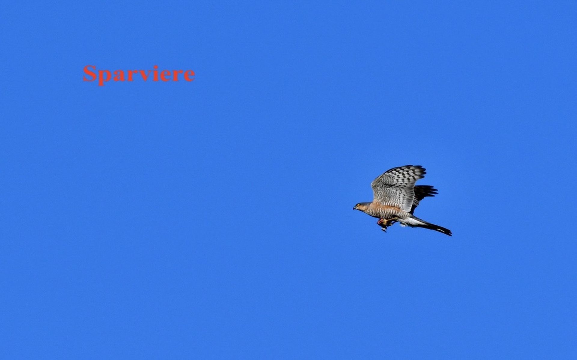 Sparrowhawk