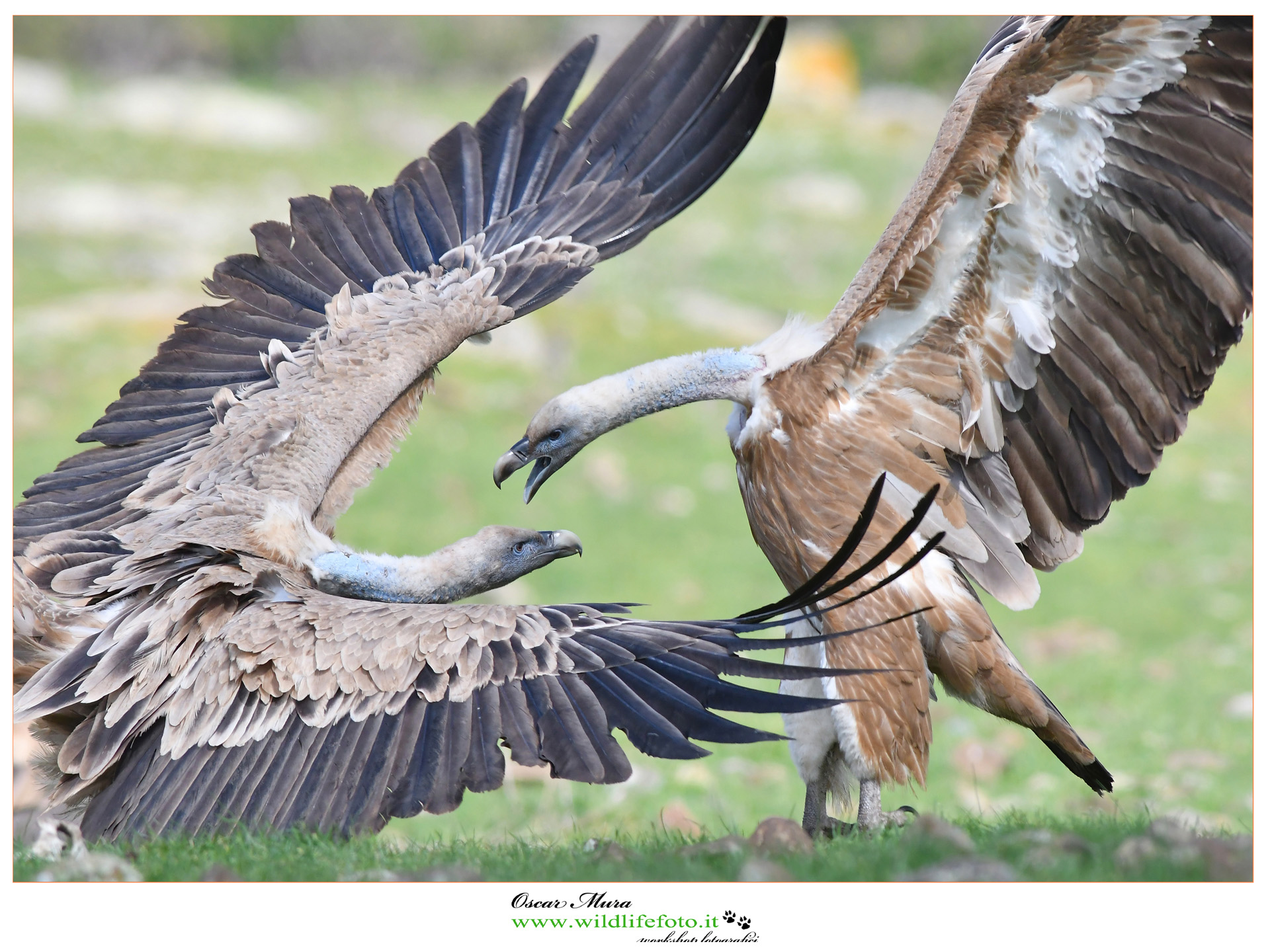 Griffon www.wildlifefoto.it