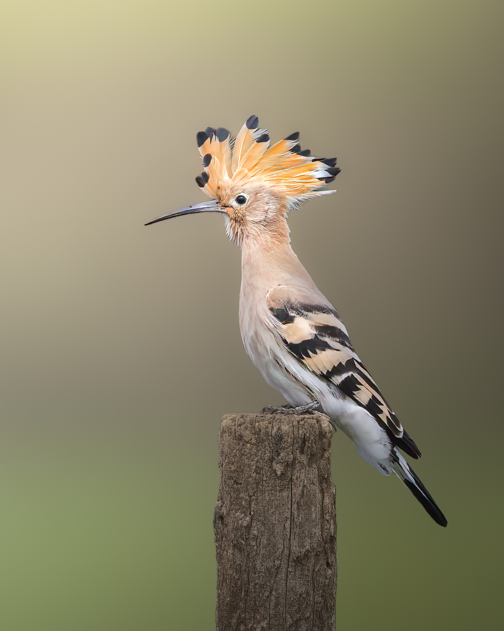 Hoopoe