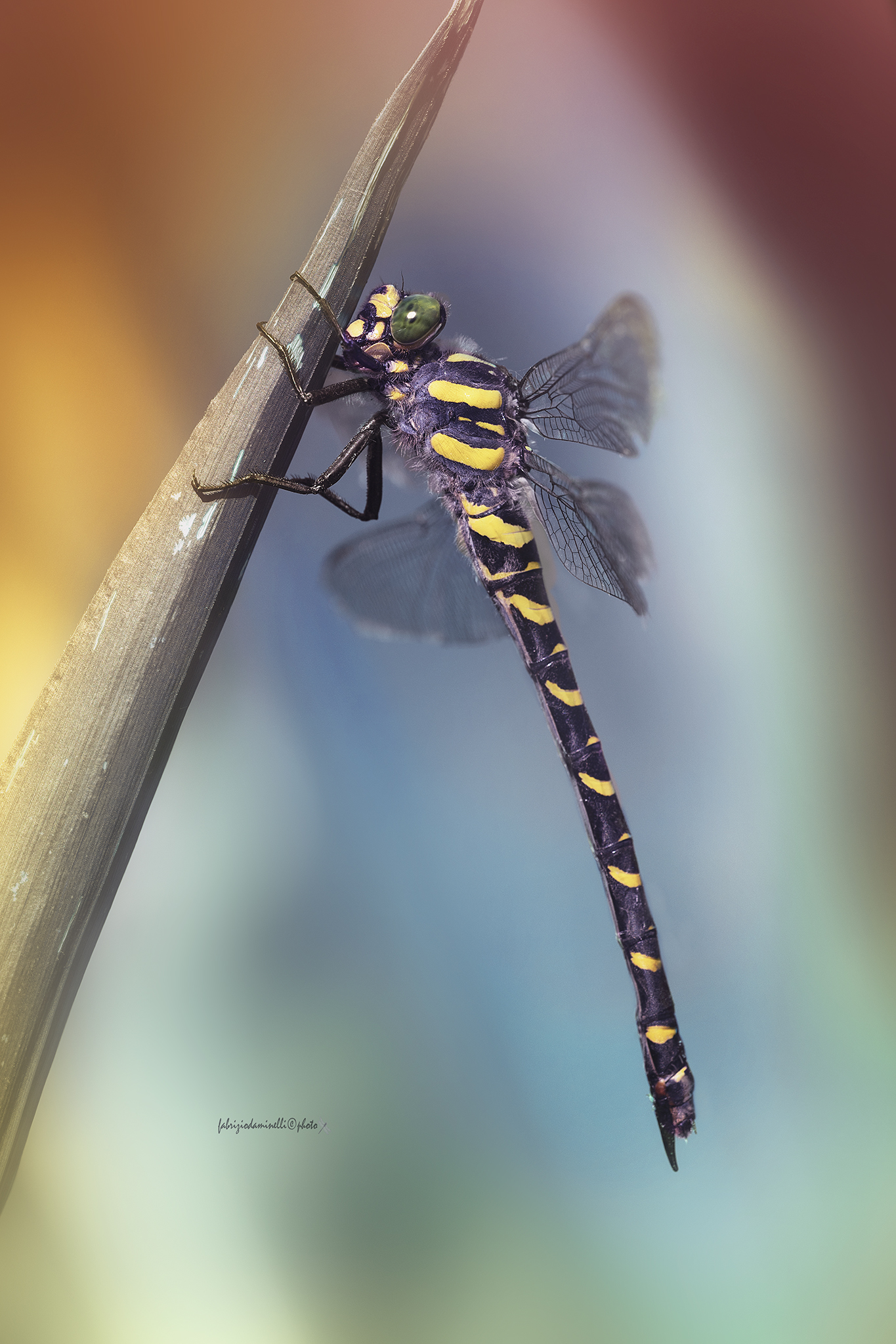 Cordulegaster boltonii