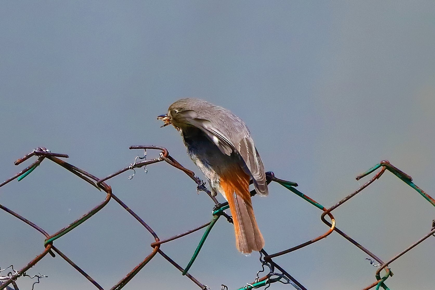 codirosso 02-06-2022