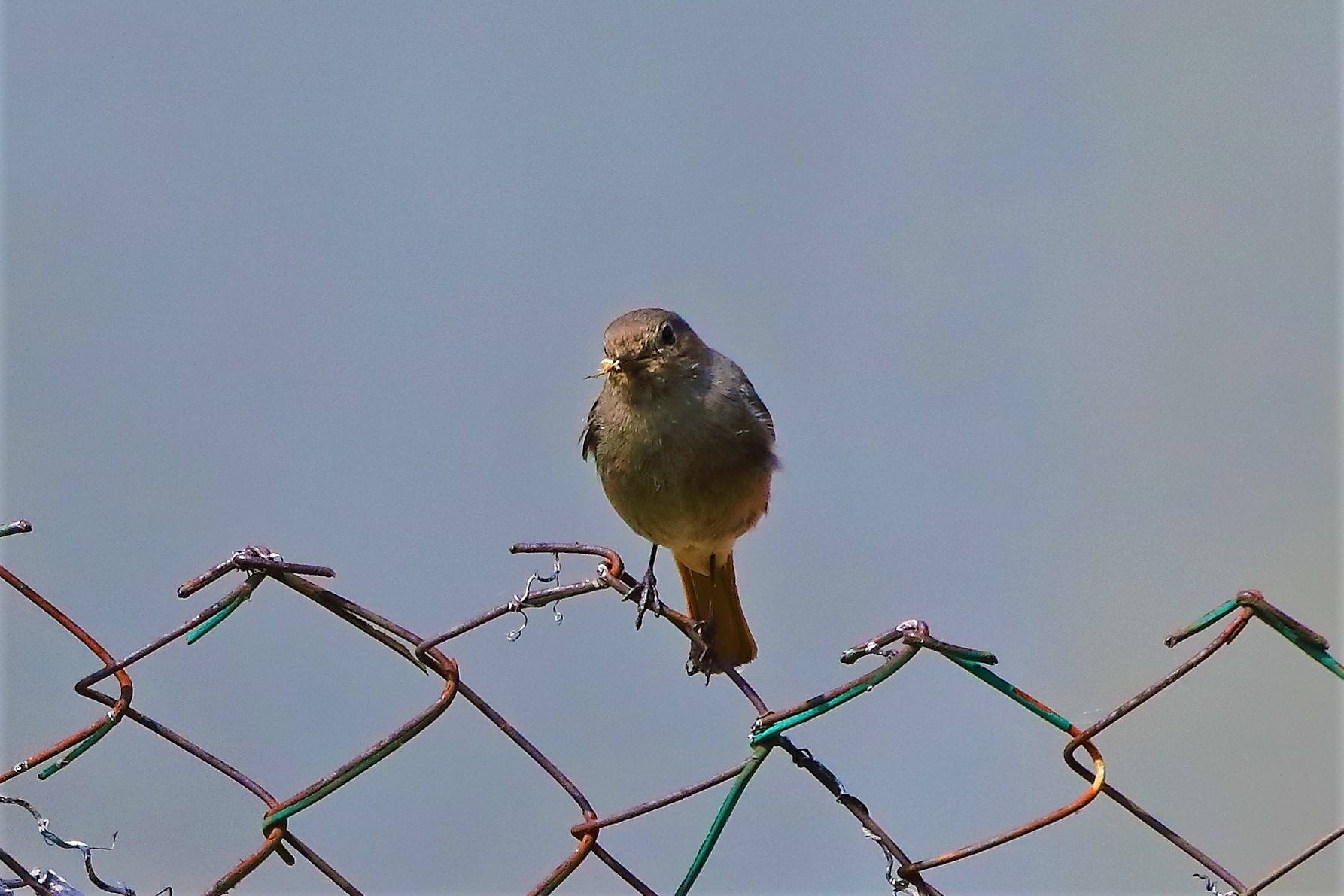 codirosso 02-06-2022