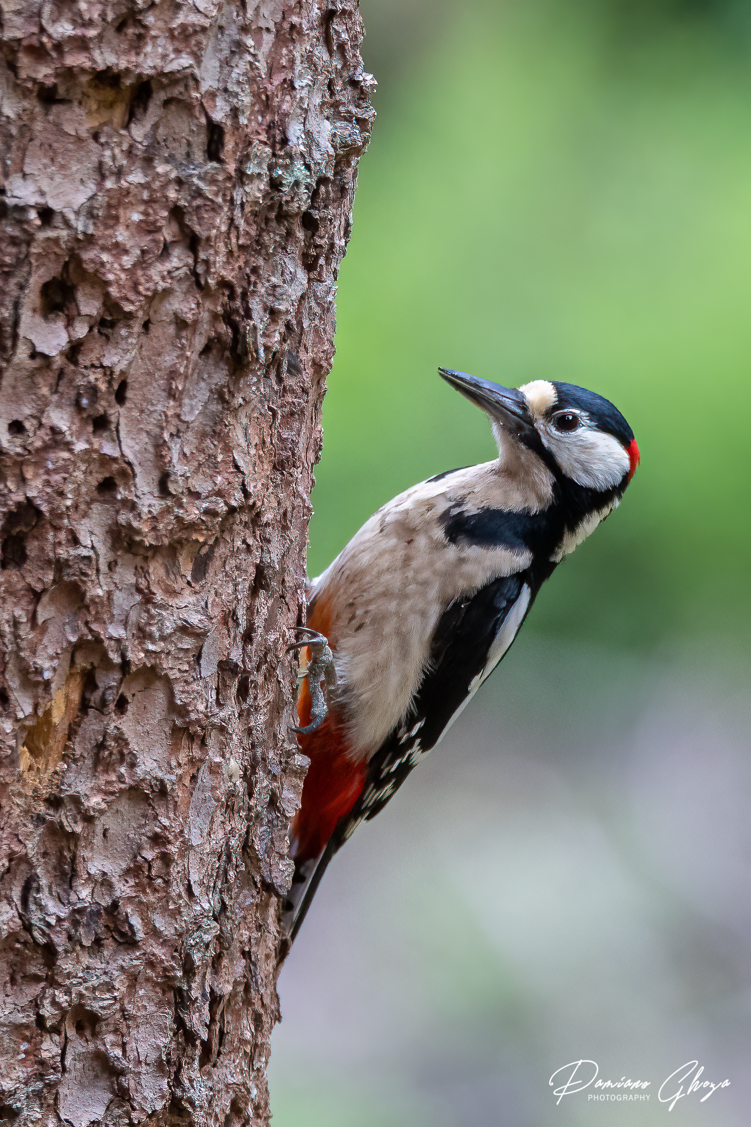 Greater red woodpecker