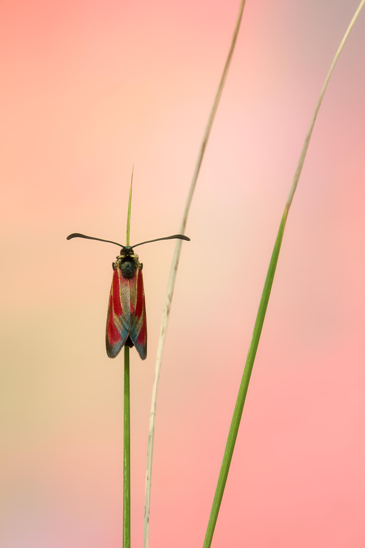 Uno scatto dal WS macro con Bruno De Faveri