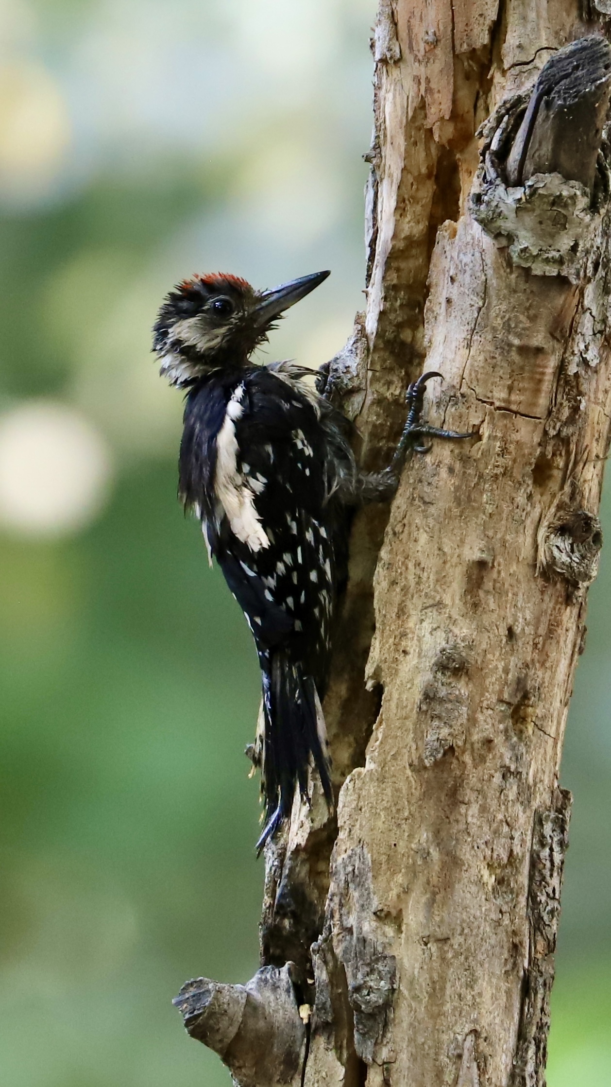 Young Red Woodpecker