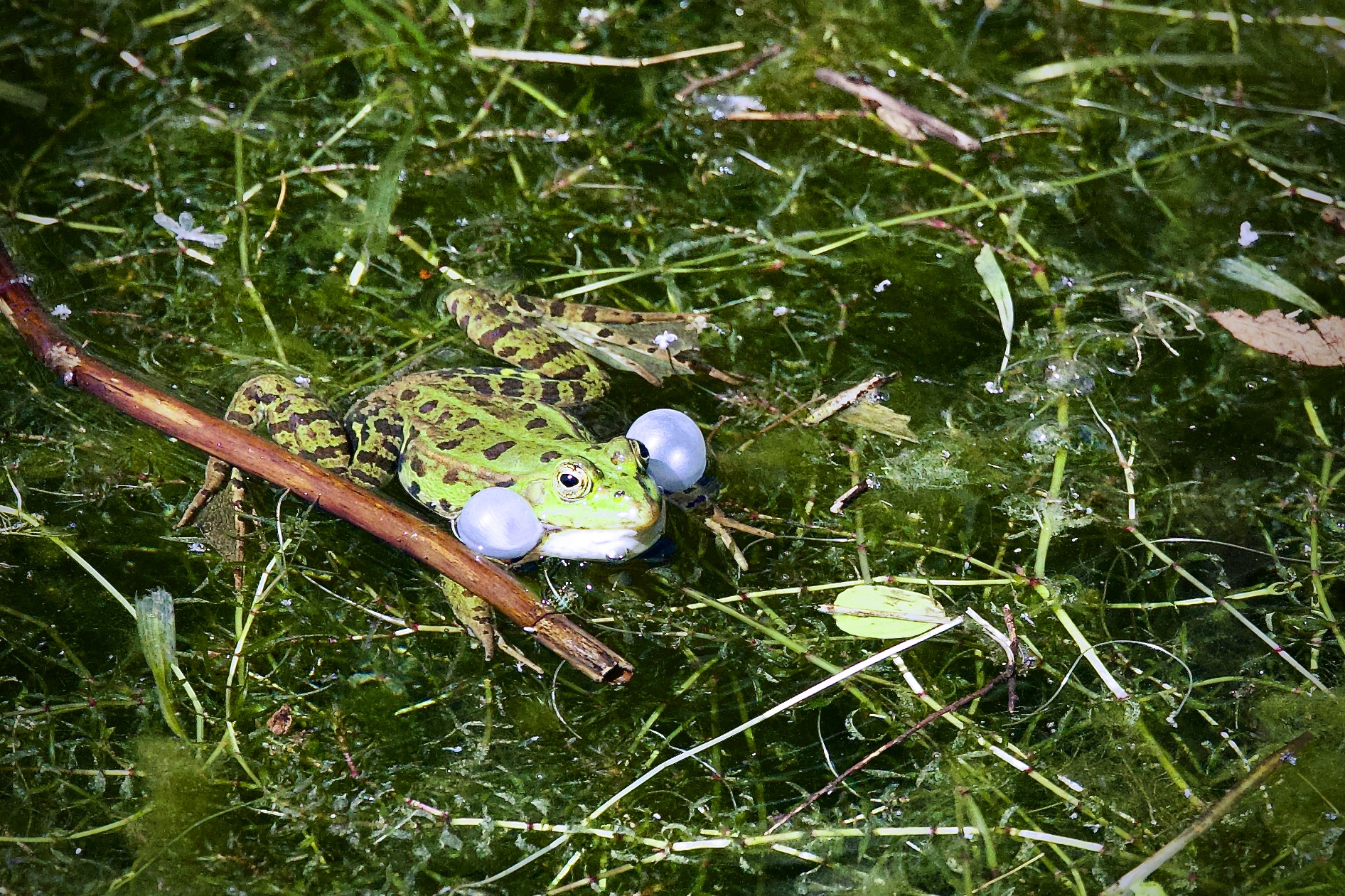 common green frog