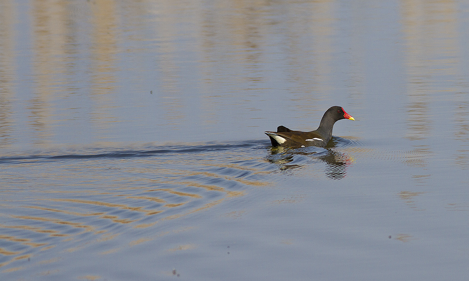 Gallinella vagabonda