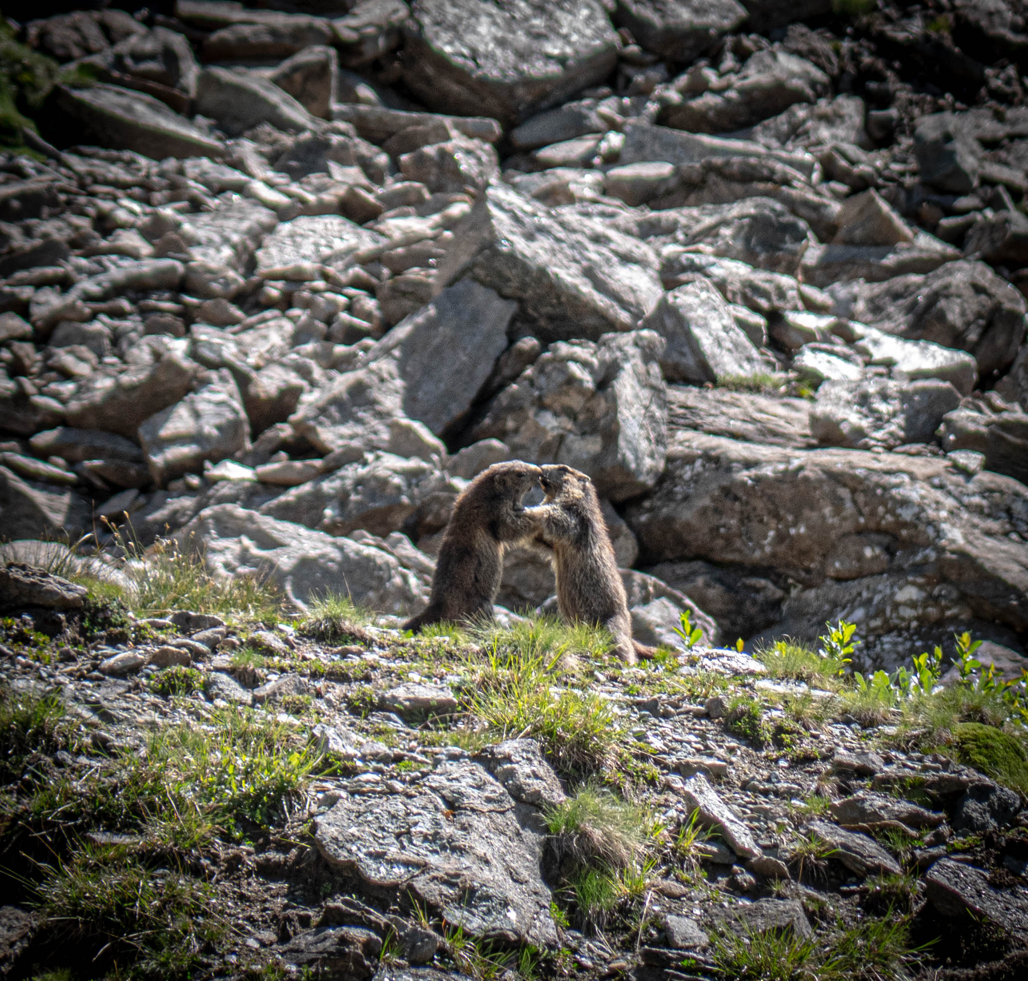 FAKE KISS BETWEEN MARMOTS