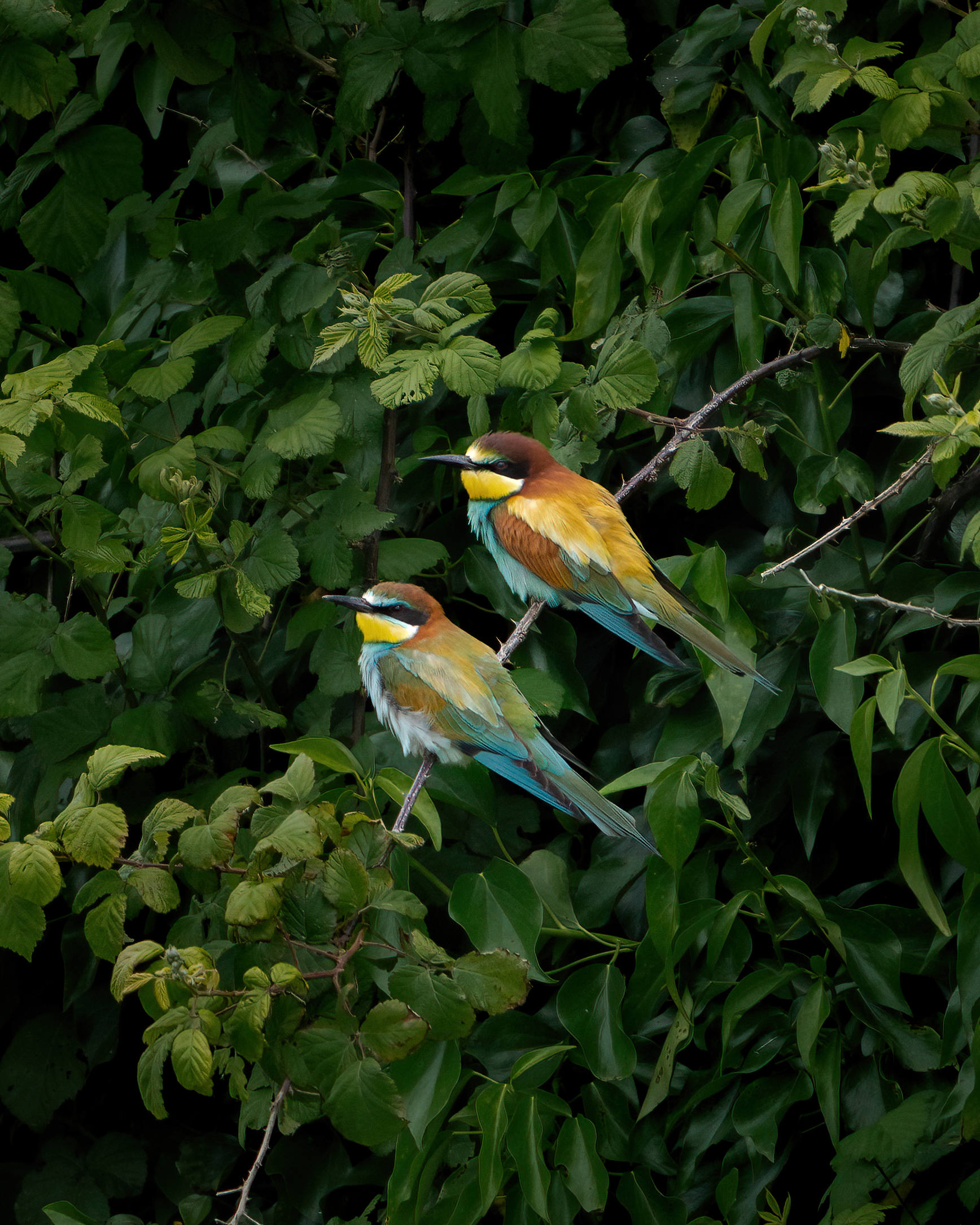 Pair of bee-eaters