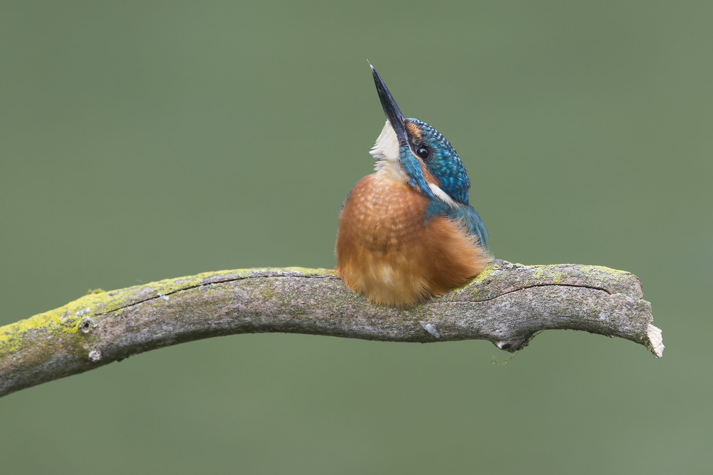 Martin pescatore (Alcedo atthis)